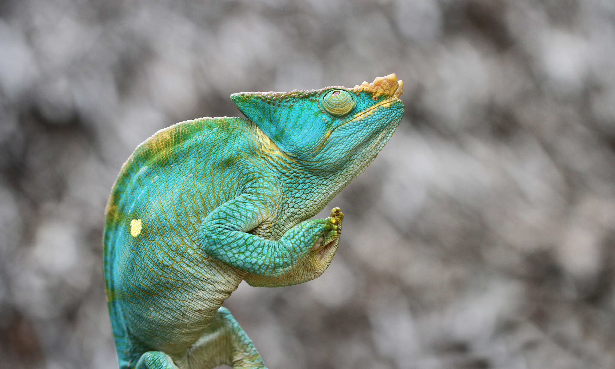 Chameleon Lizard Reptile 2048x1229