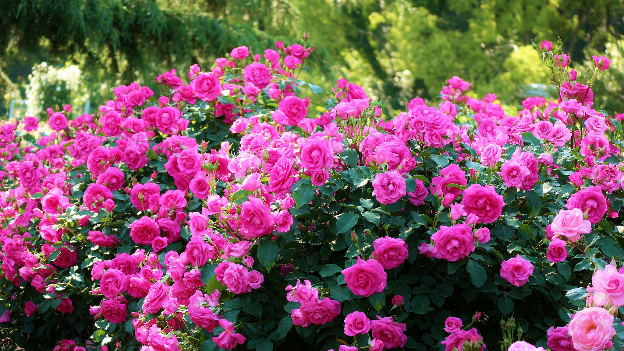 Earth Pink Flower Rose Rose Bush 2048x1153