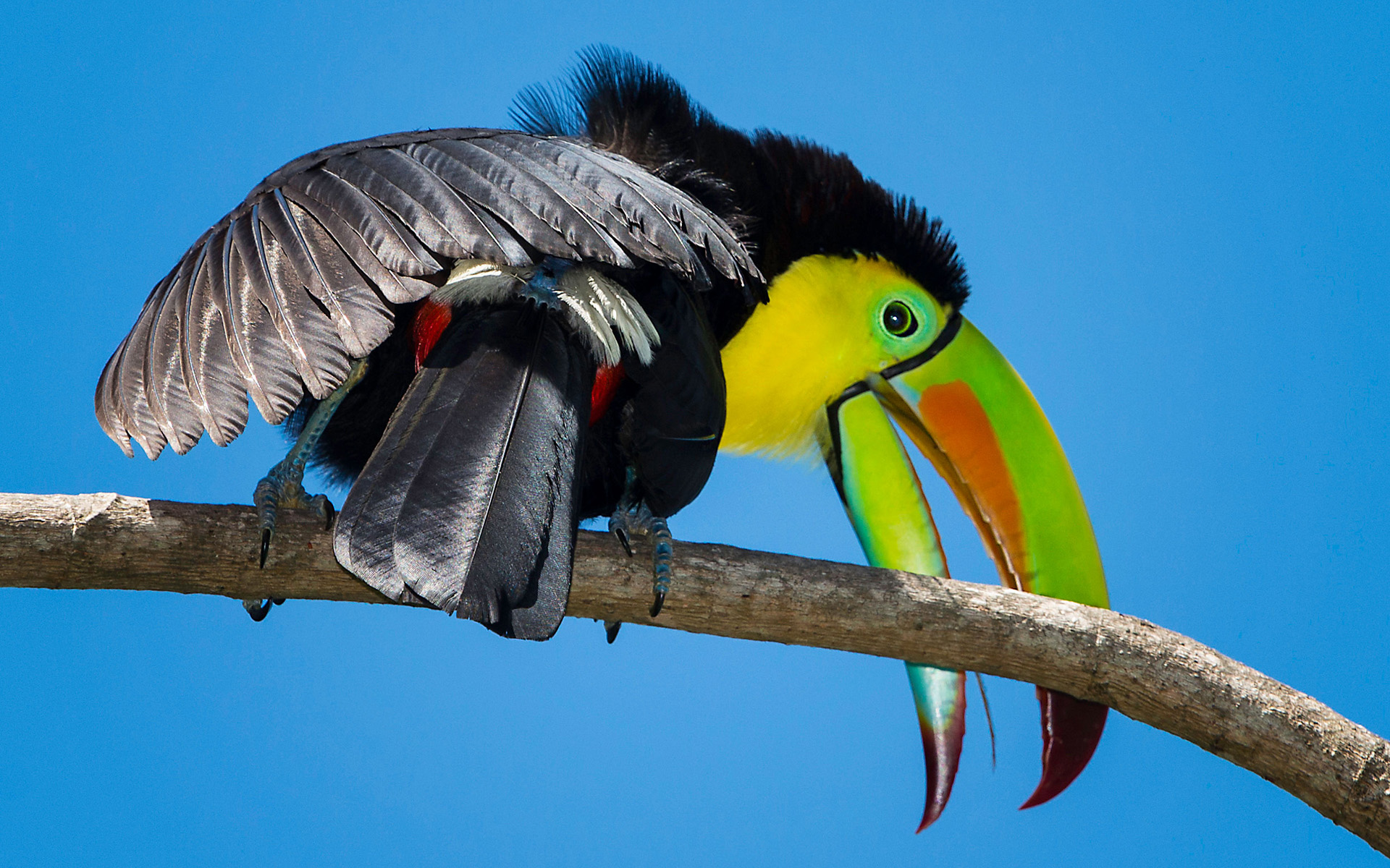 Animal Toucan 1920x1200