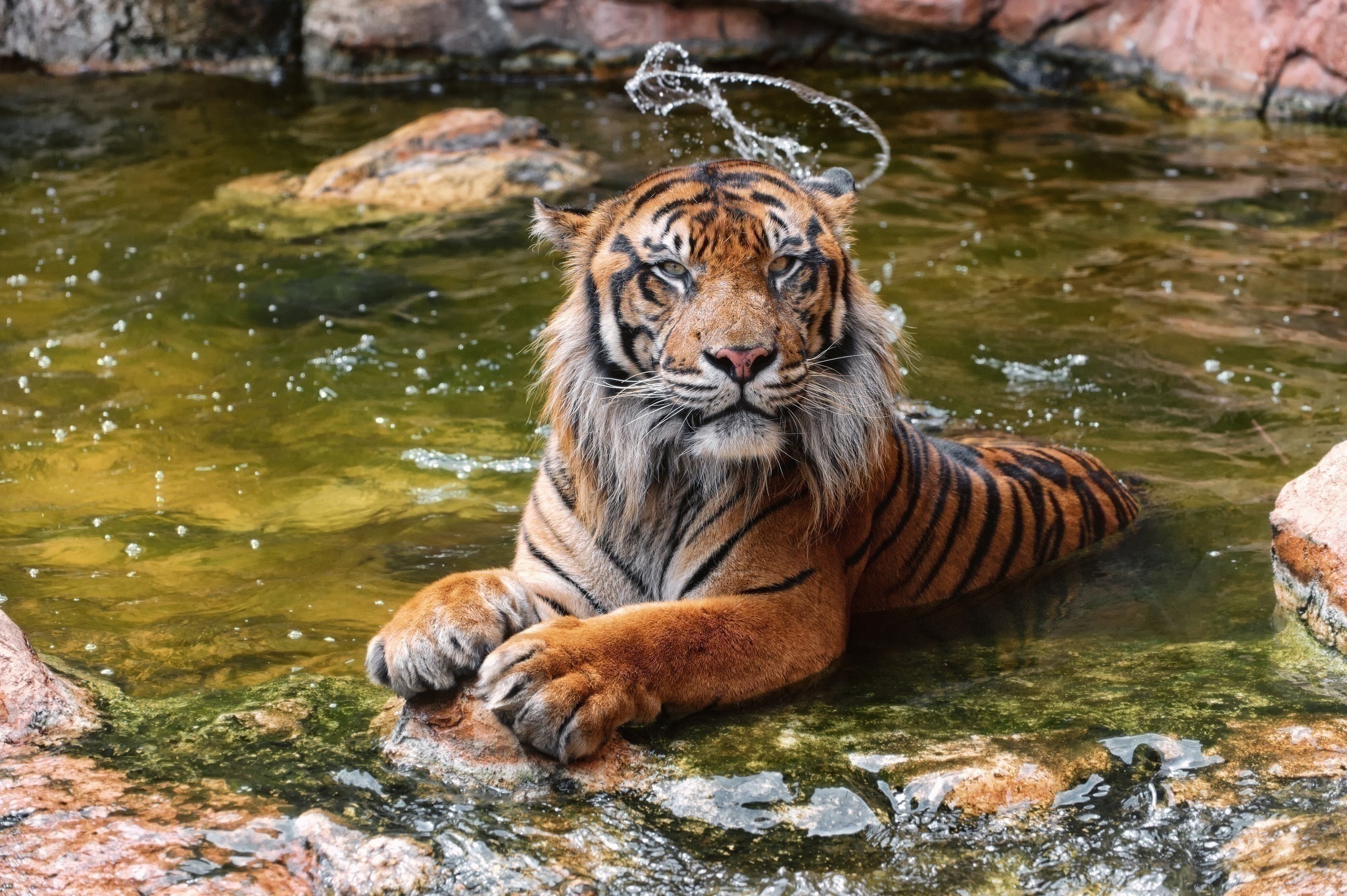 Big Cat Tiger Water Wildlife Predator Animal 2048x1363