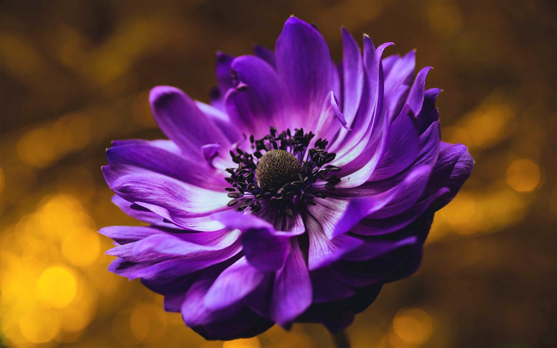 Anemone Bokeh Earth Flower Purple Flower 1920x1200