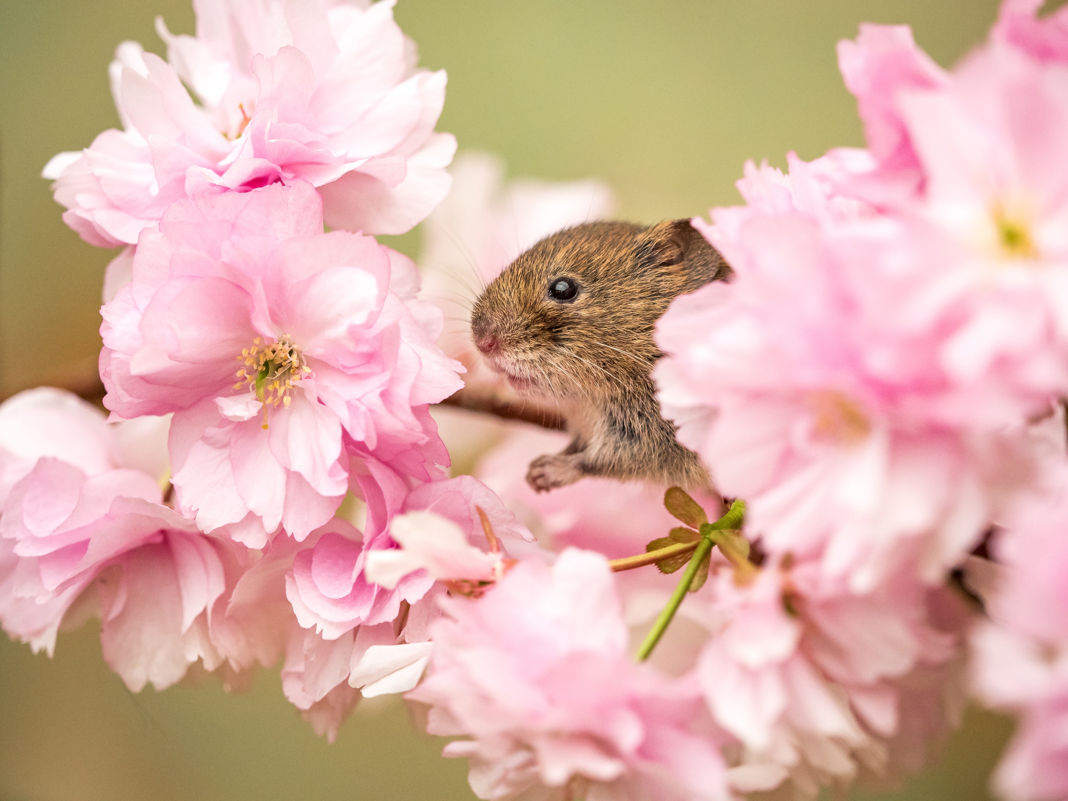 Blossom Close Up Flower Mouse Pink Flower Rodent Wildlife 3600x2700