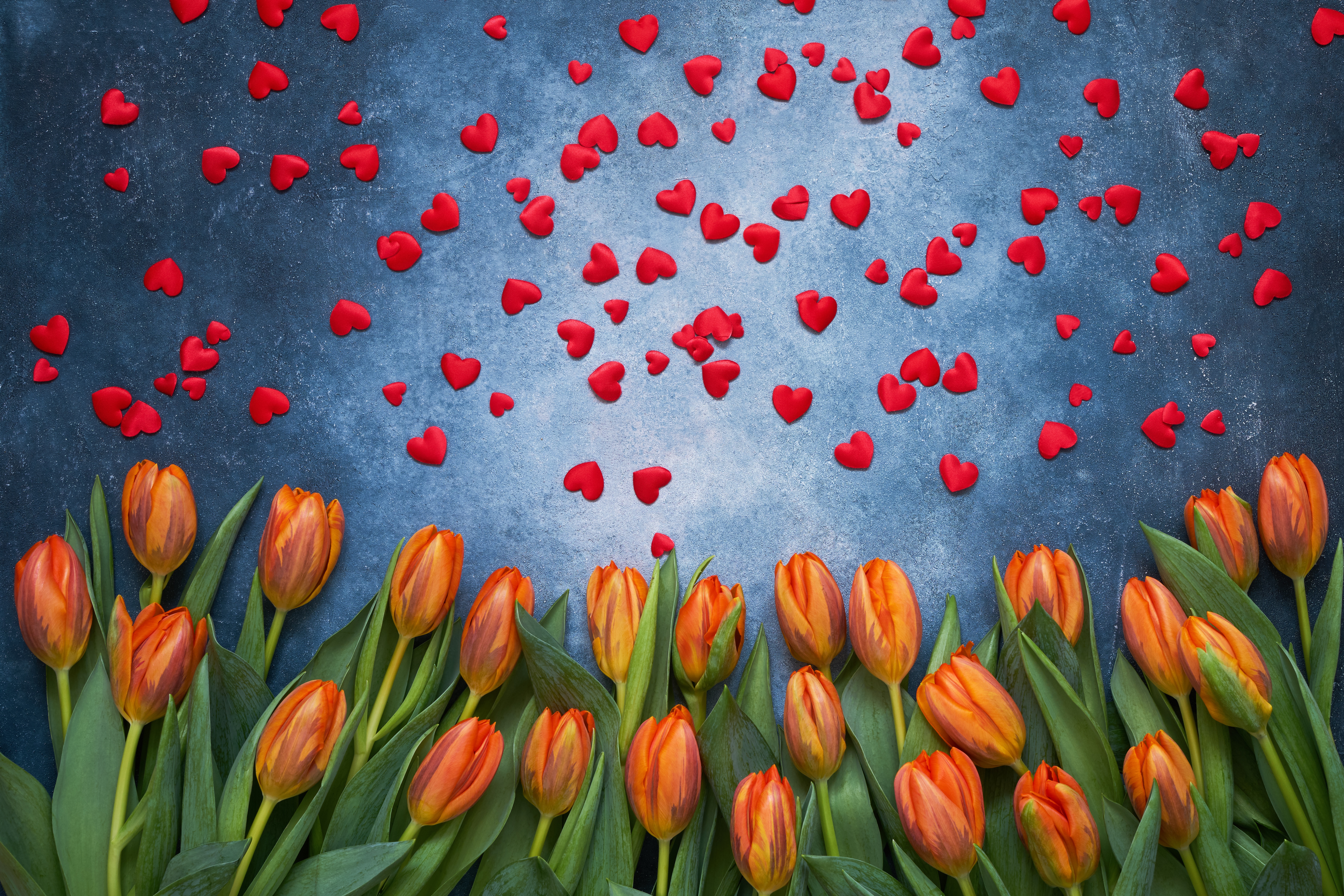 Flower Heart Shaped Orange Flower Petal Tulip 6768x4512