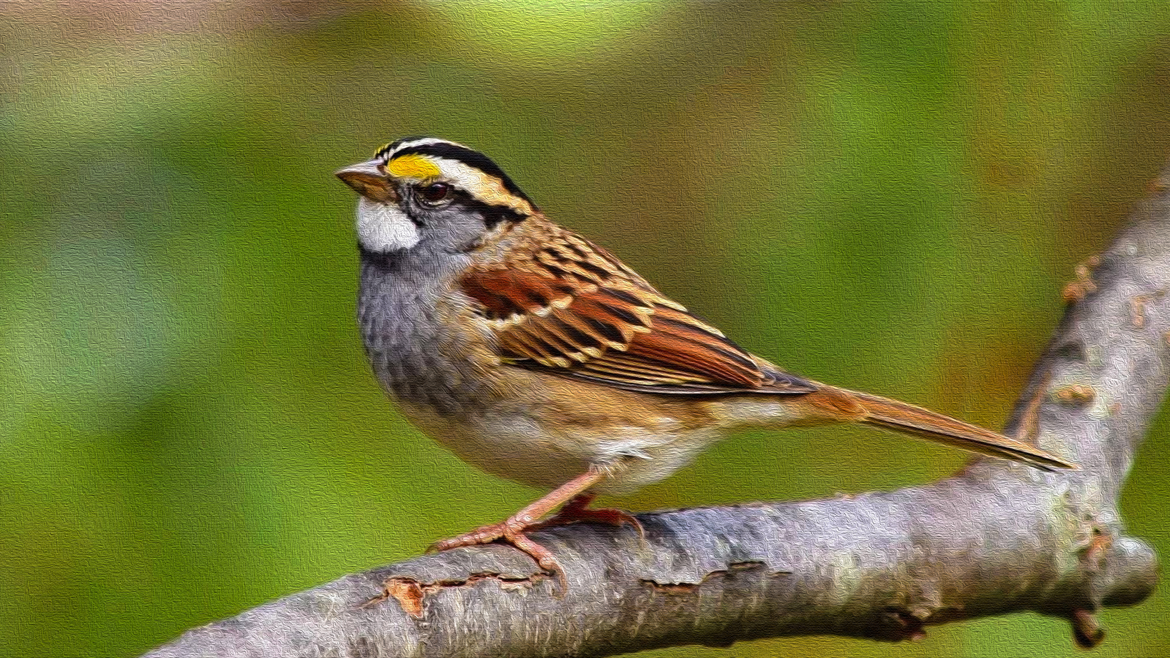 Artistic Bird Passerine Sparrow 3840x2160