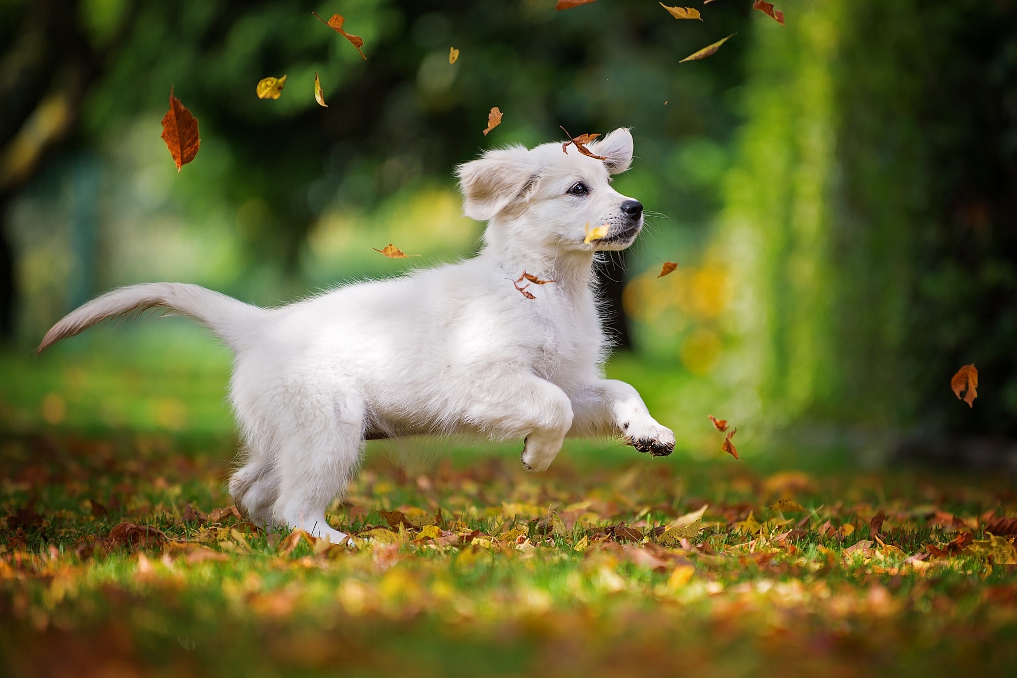 Baby Animal Dog Labrador Retriever Pet Puppy 2000x1333