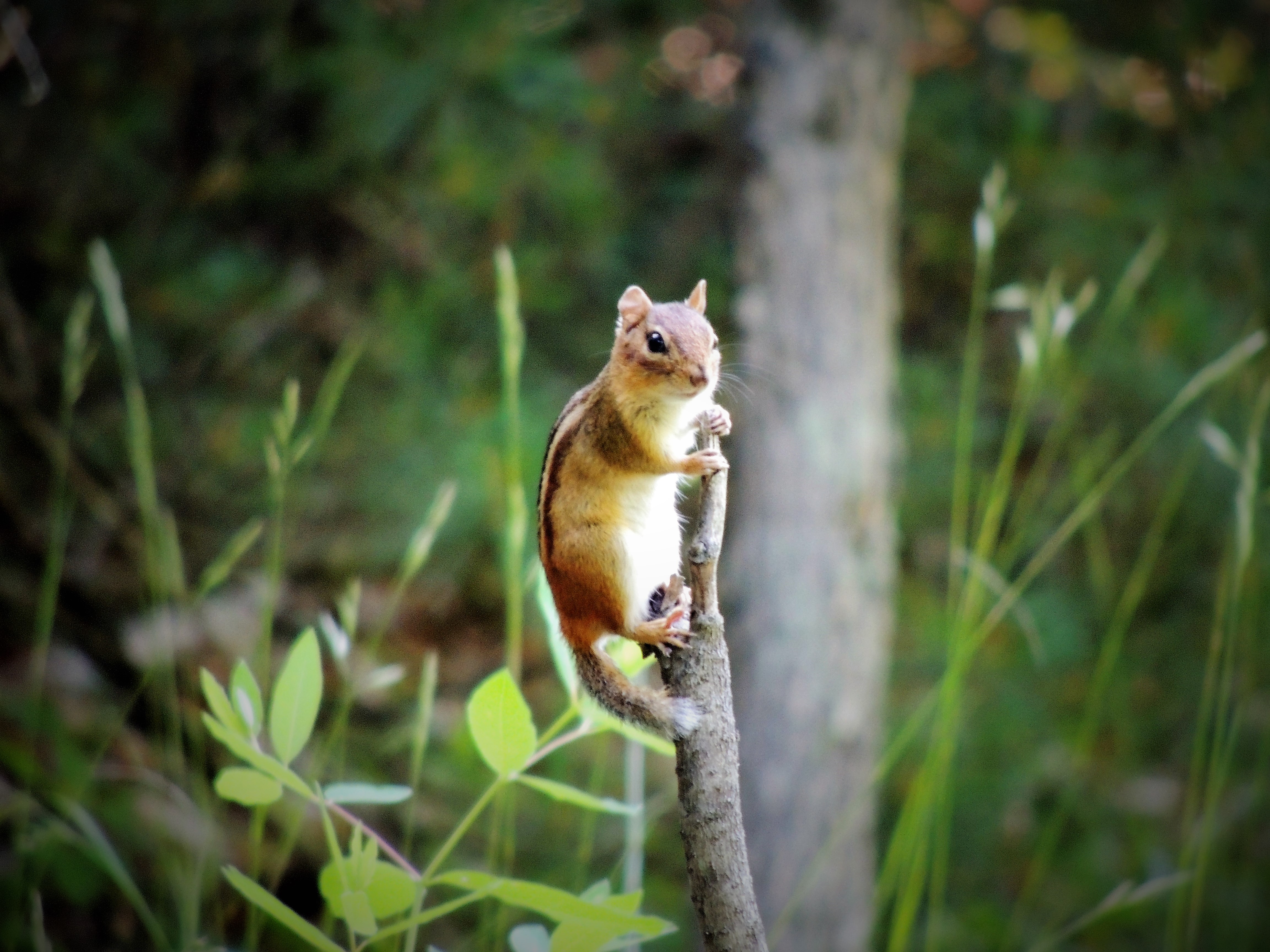 Chipmunk Rodent Wildlife 4608x3456