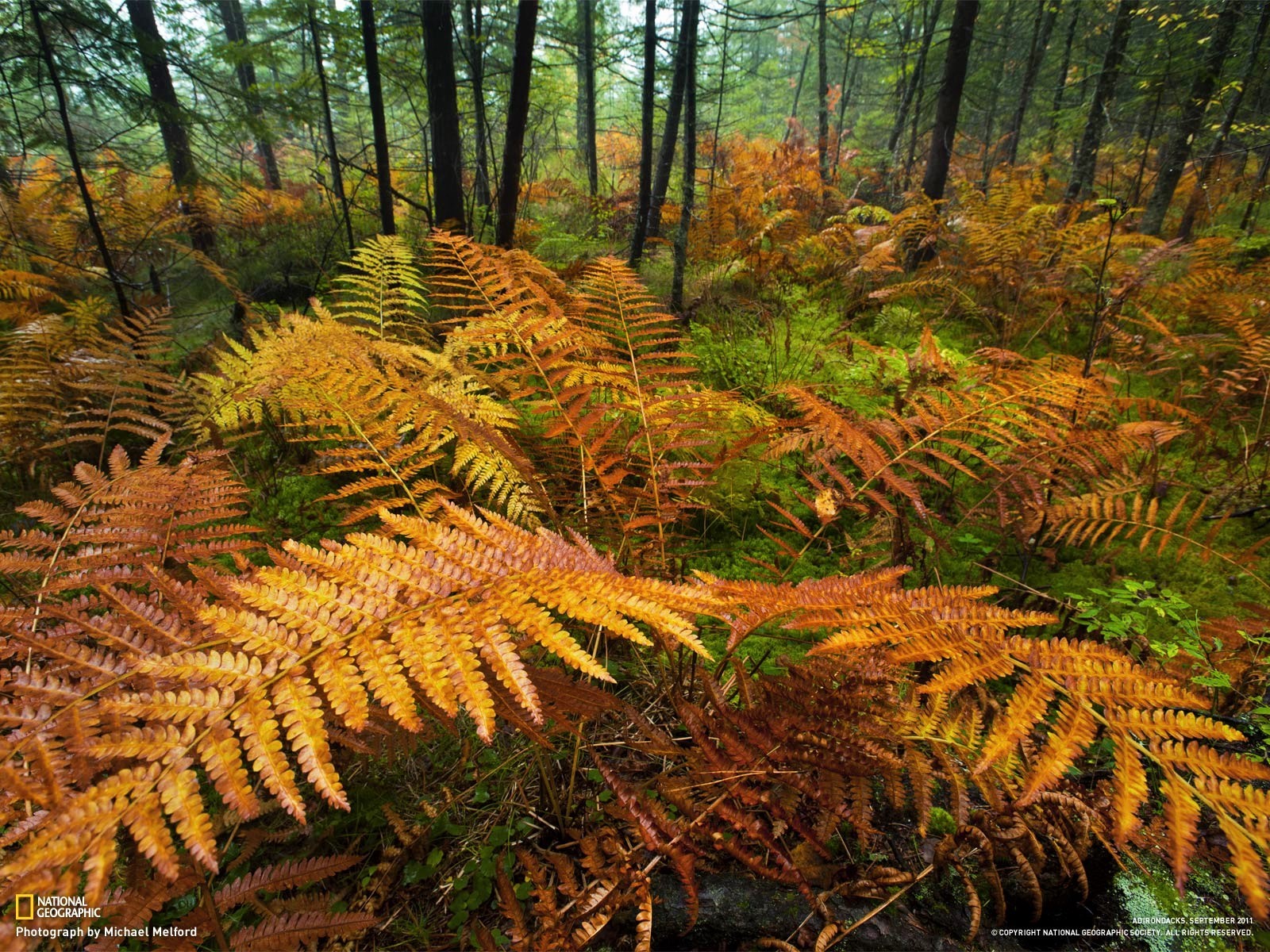 Earth Fall Fern Foliage Forest 1600x1200