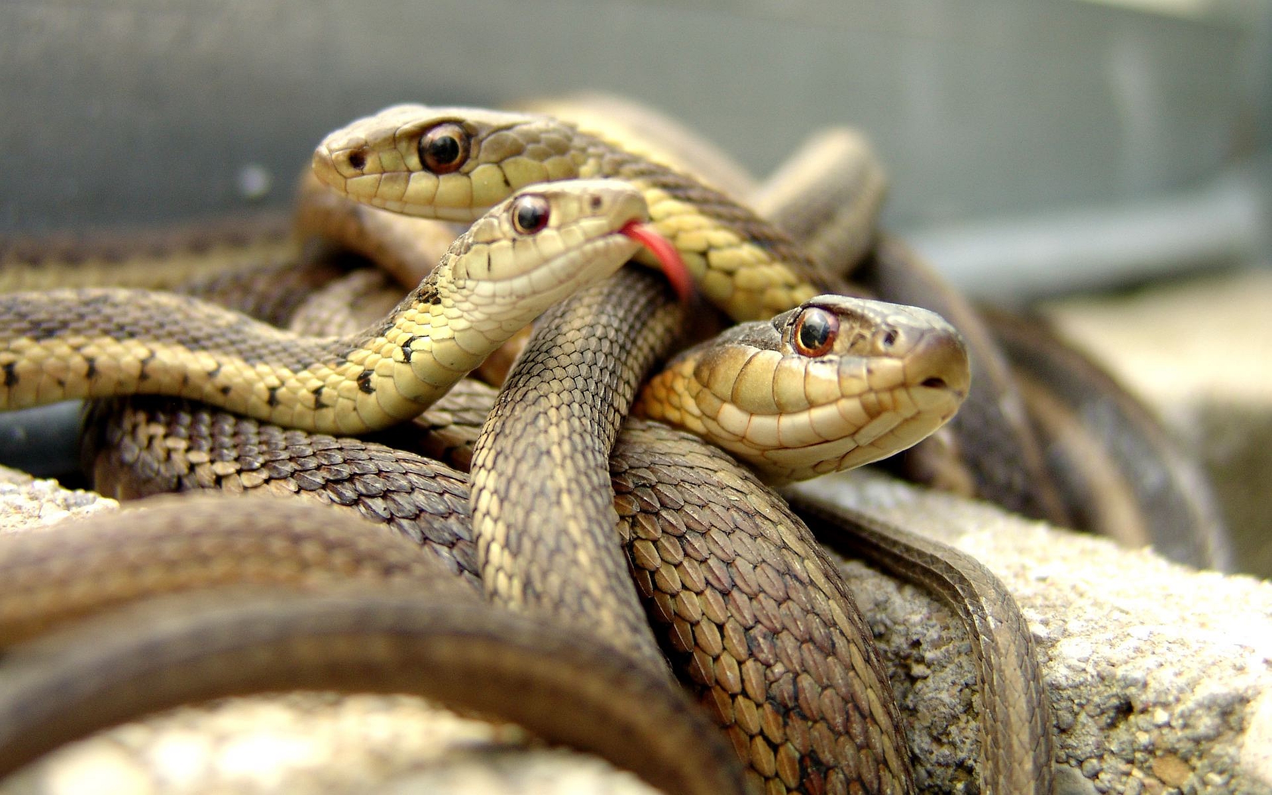 Animal Snake 2560x1600
