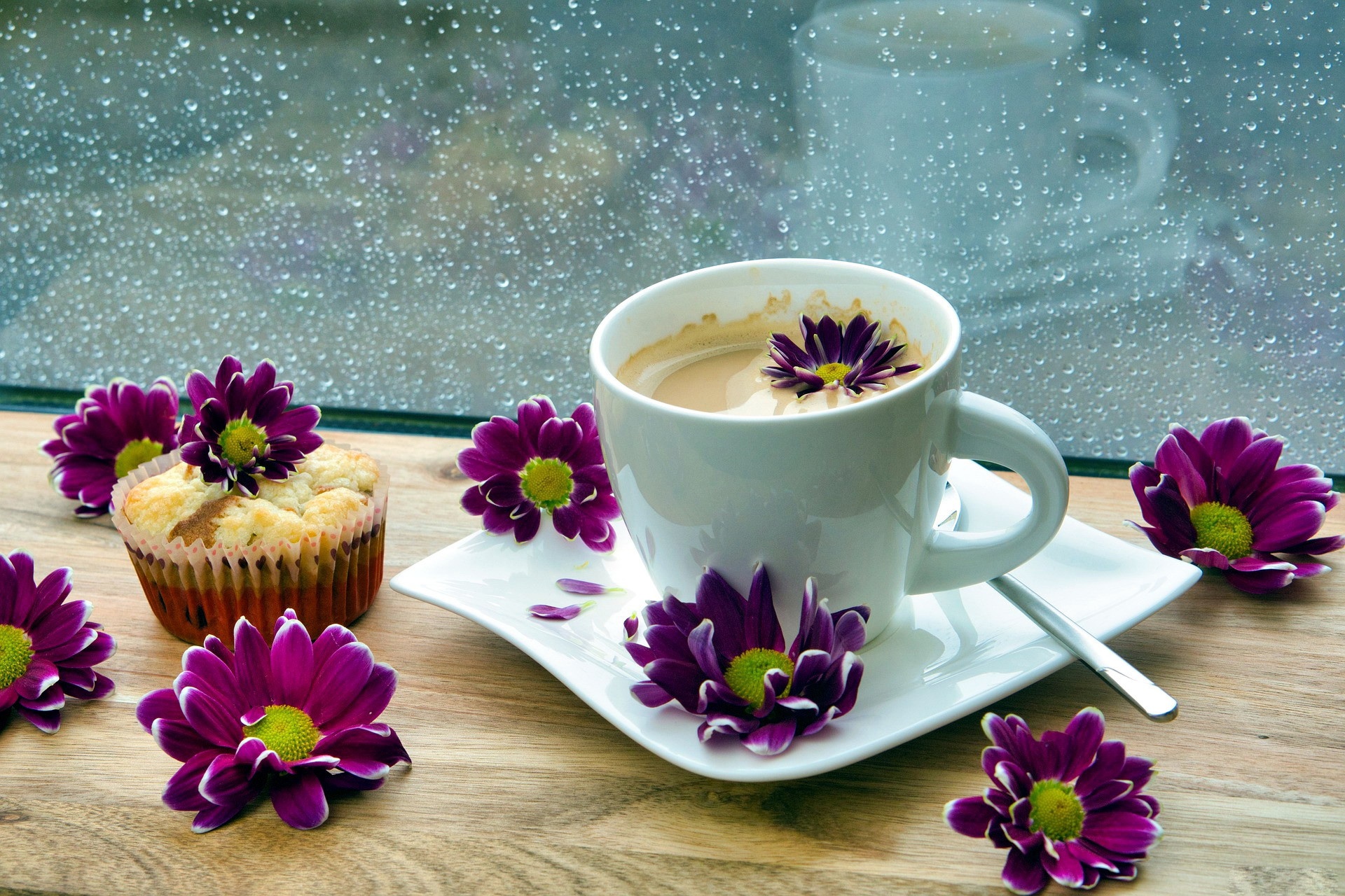 Chrysanthemum Coffee Cup Drink Flower 1920x1280