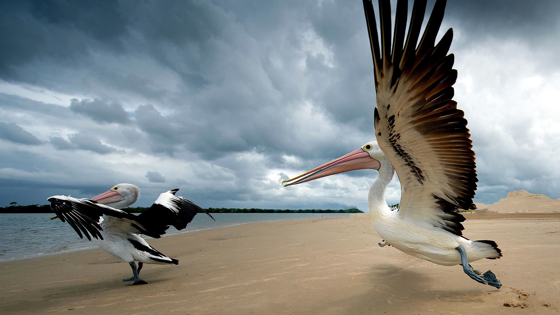 Beach Bird Pelican Sand Wildlife 1920x1080