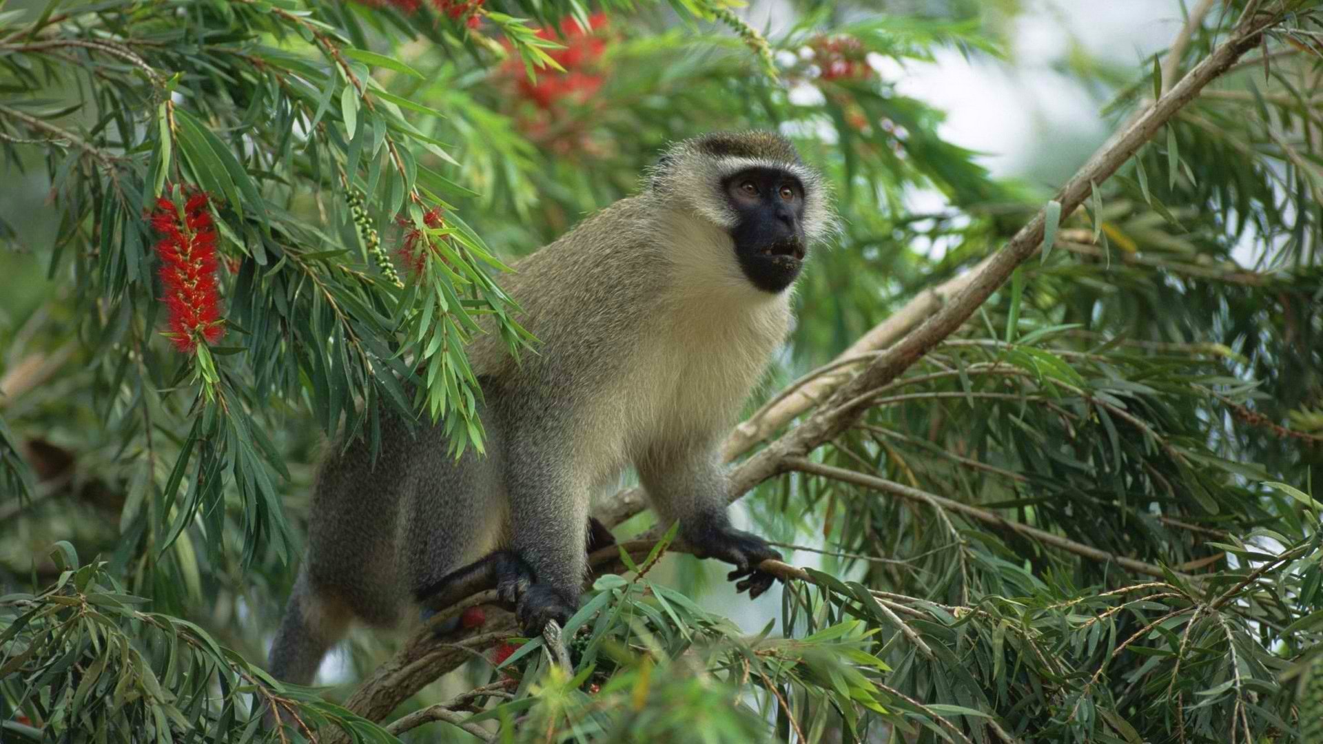 Animal Berry Branch Monkey 1920x1080