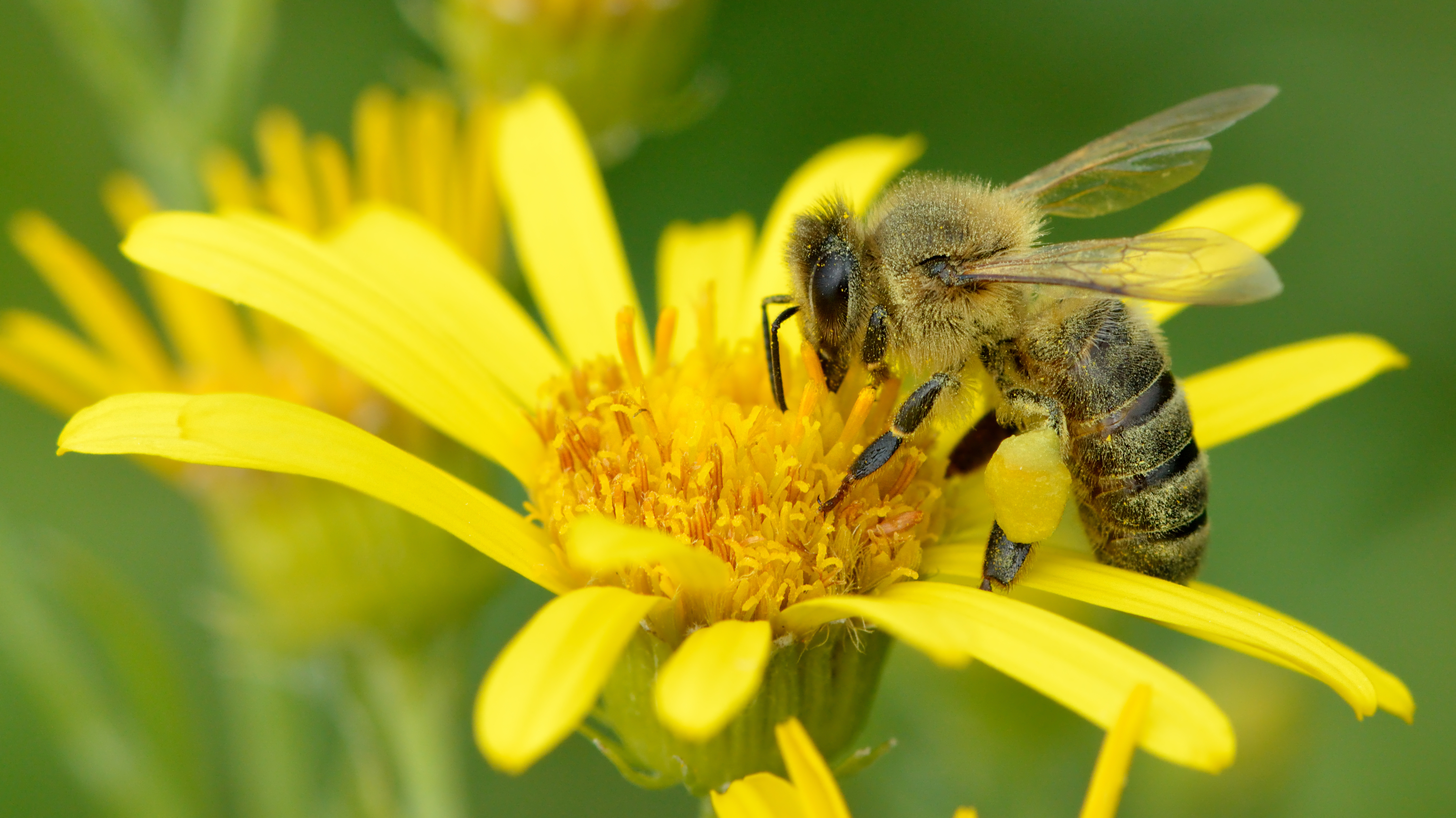 Animal Bee Flower Honey Bee 3600x2024