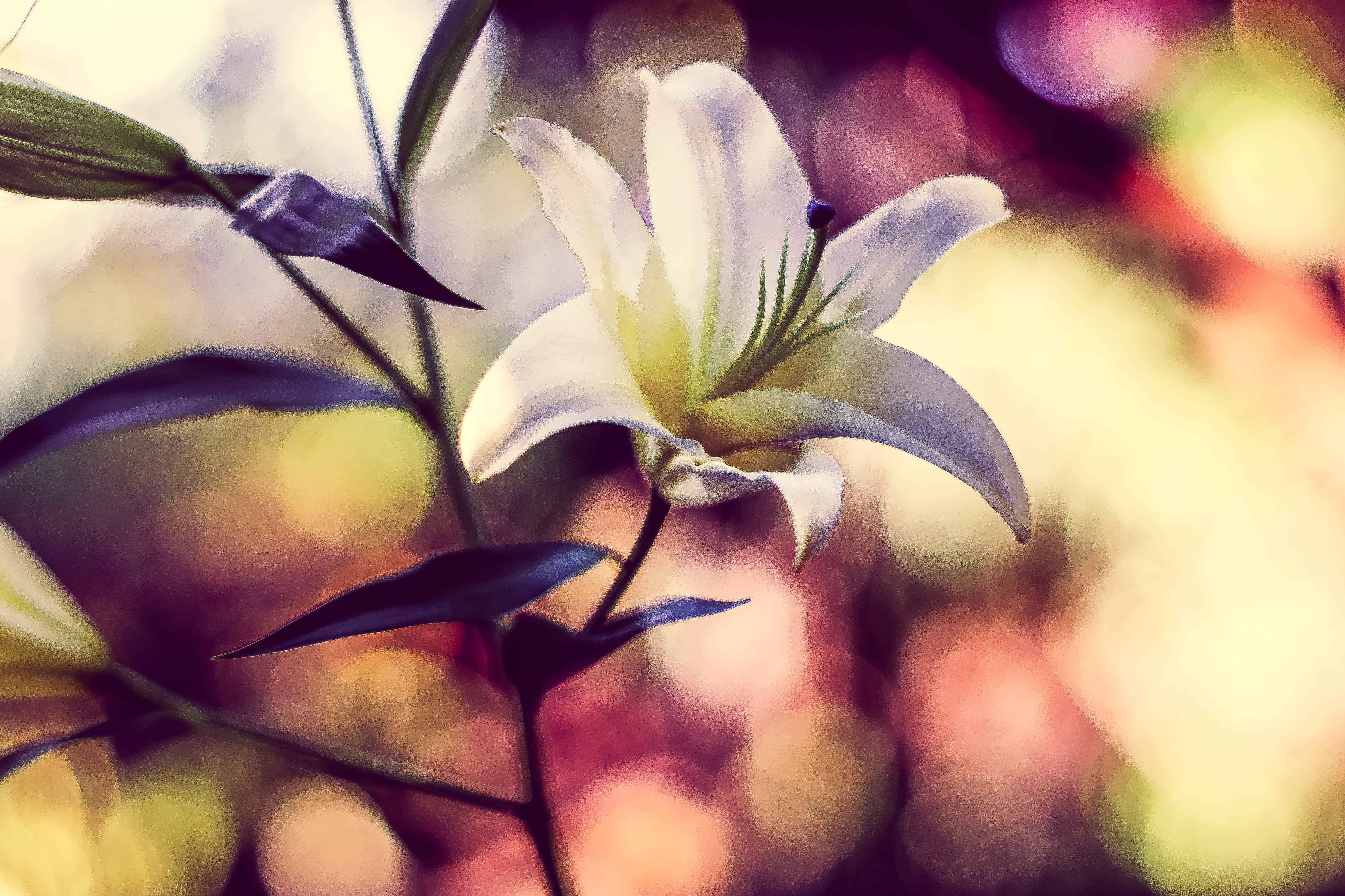 Bokeh Close Up Flower Lily Minolta 5470x3647
