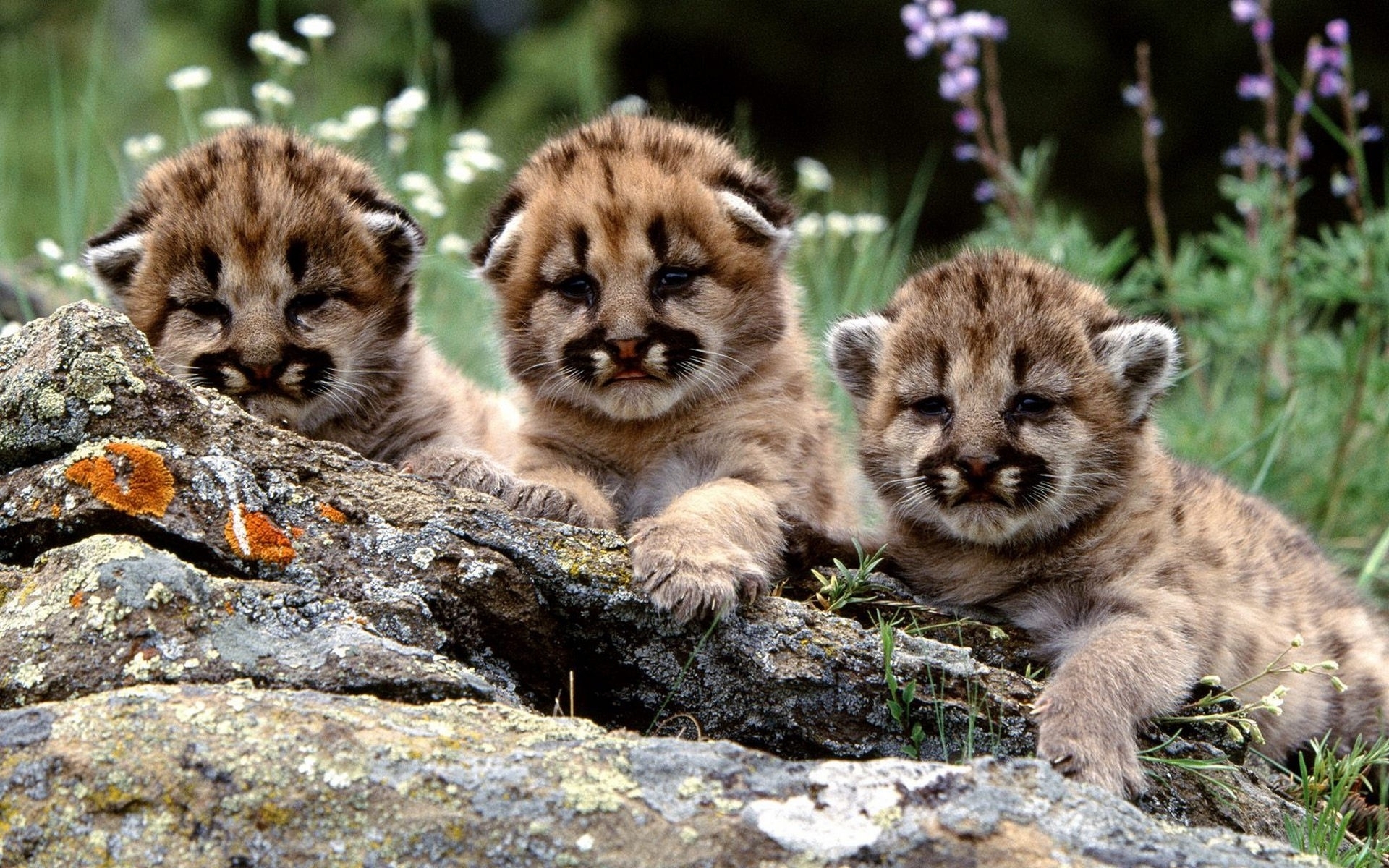 Animal Baby Animal Cougar Cub Cute 1920x1200