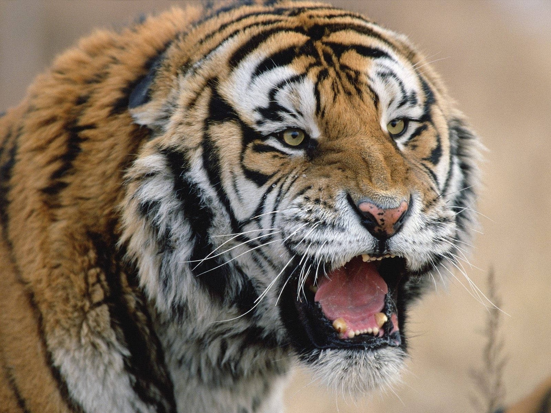 Big Cat Roar Tiger Wildlife Predator Animal 1920x1440