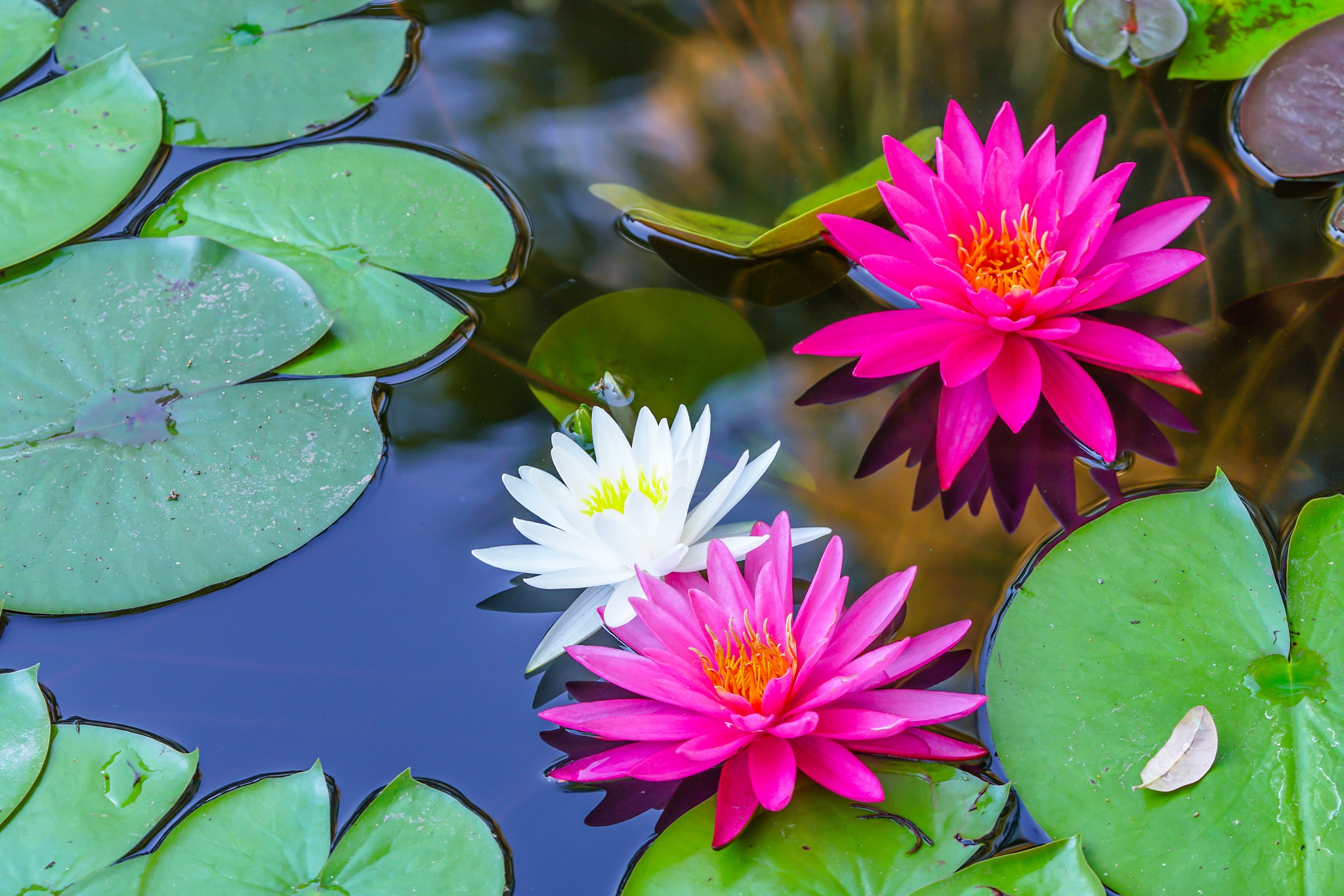 Flower Nature Pink Flower Water Water Lily White Flower 2048x1365