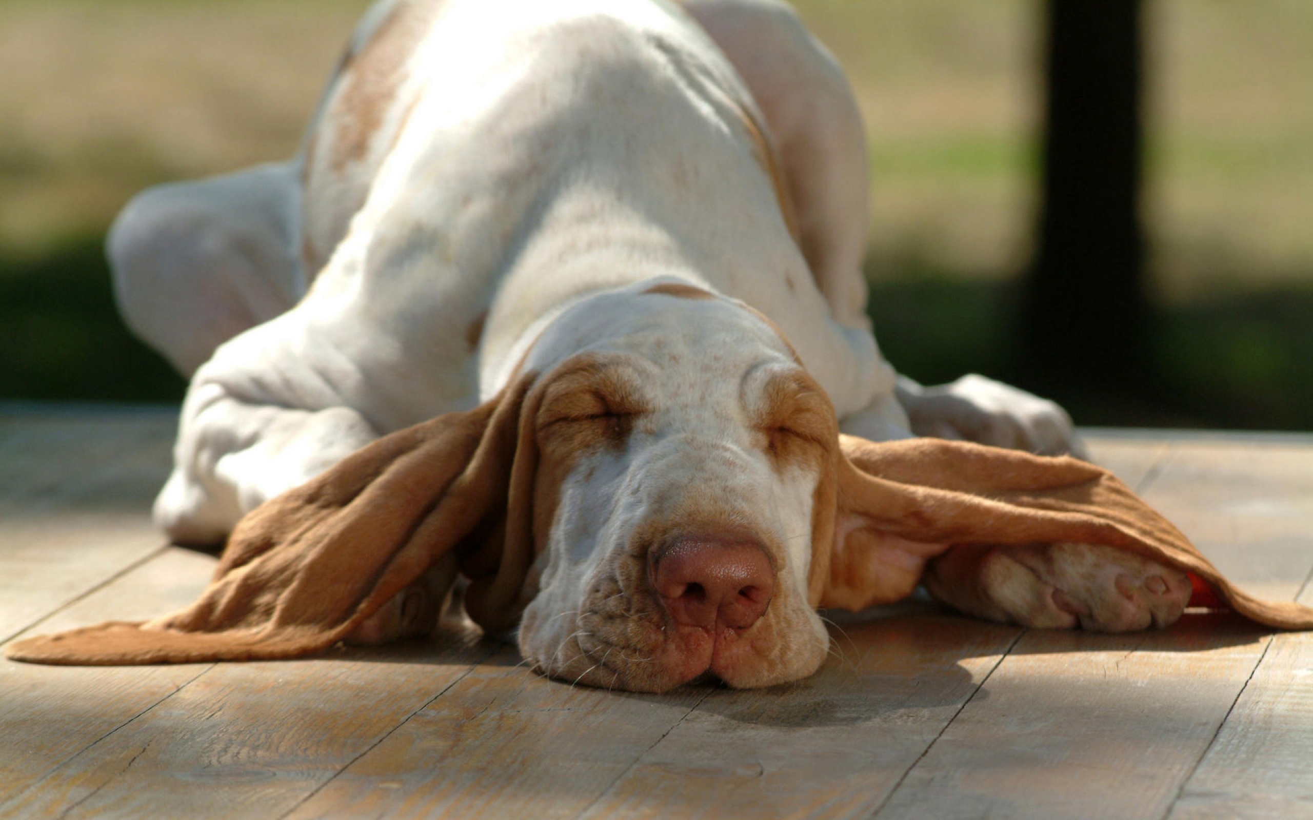 Animal Bracco Italiano Dog Lying Down 2560x1600