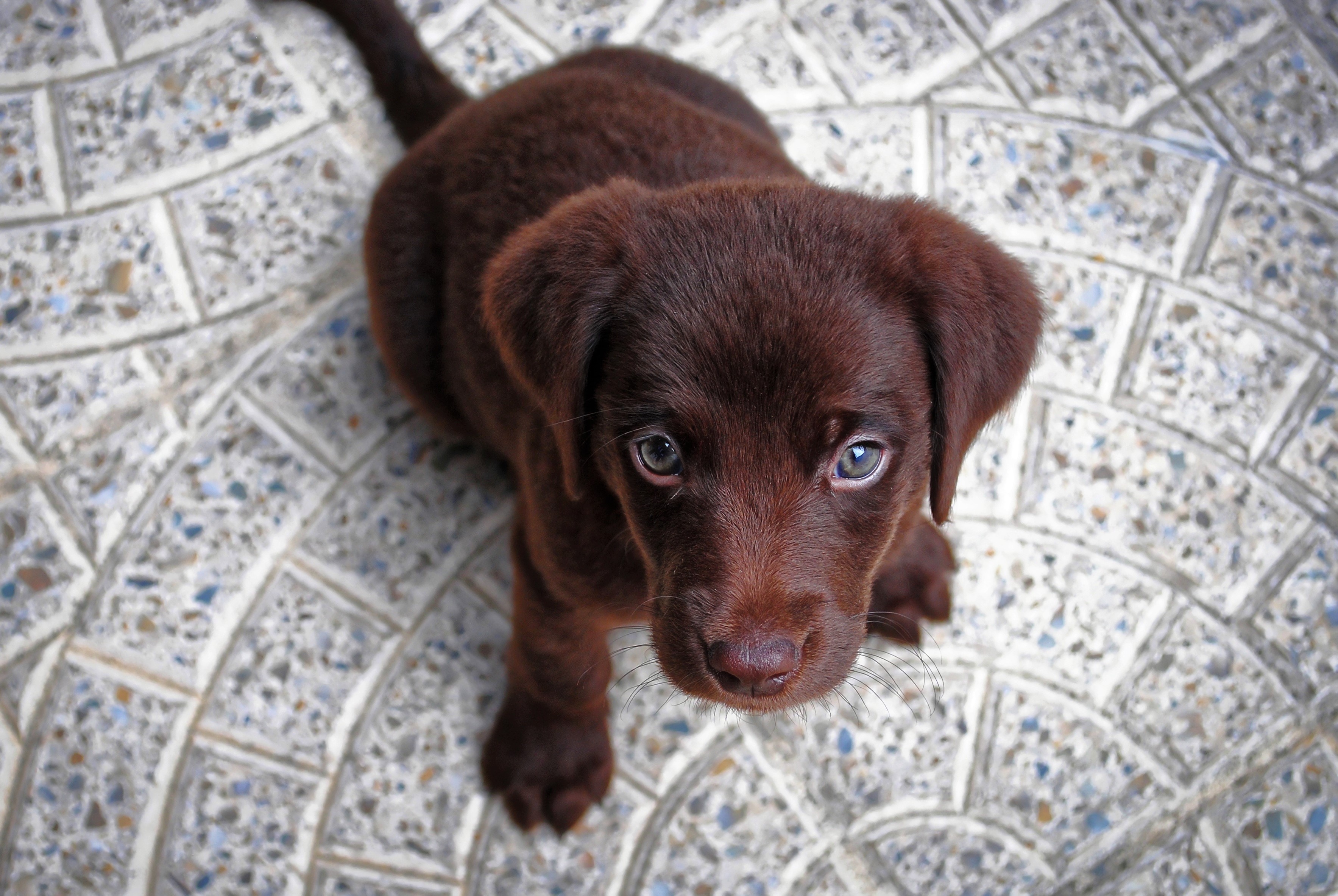 Animal Baby Animal Chocolate Labrador Cute Dog Puppy 3534x2366