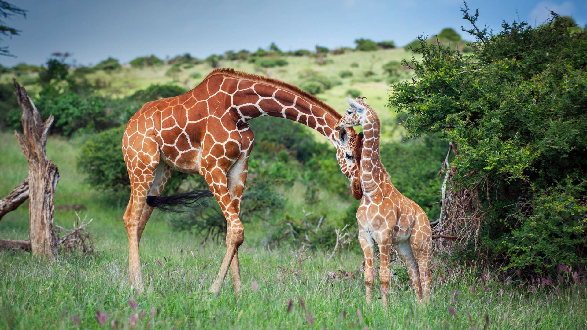 Baby Animal Giraffe Wildlife 1920x1080