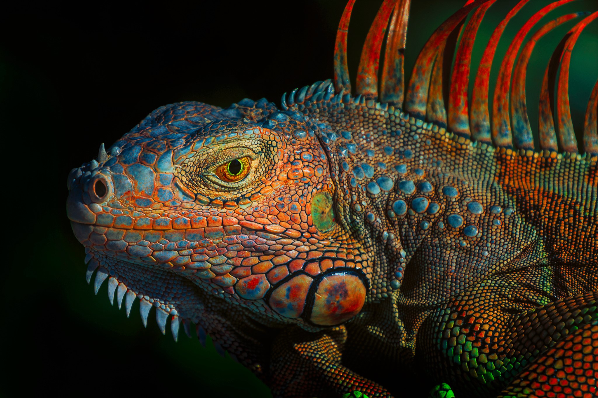 Animal Close Up Colorful Face Iguana 2048x1365