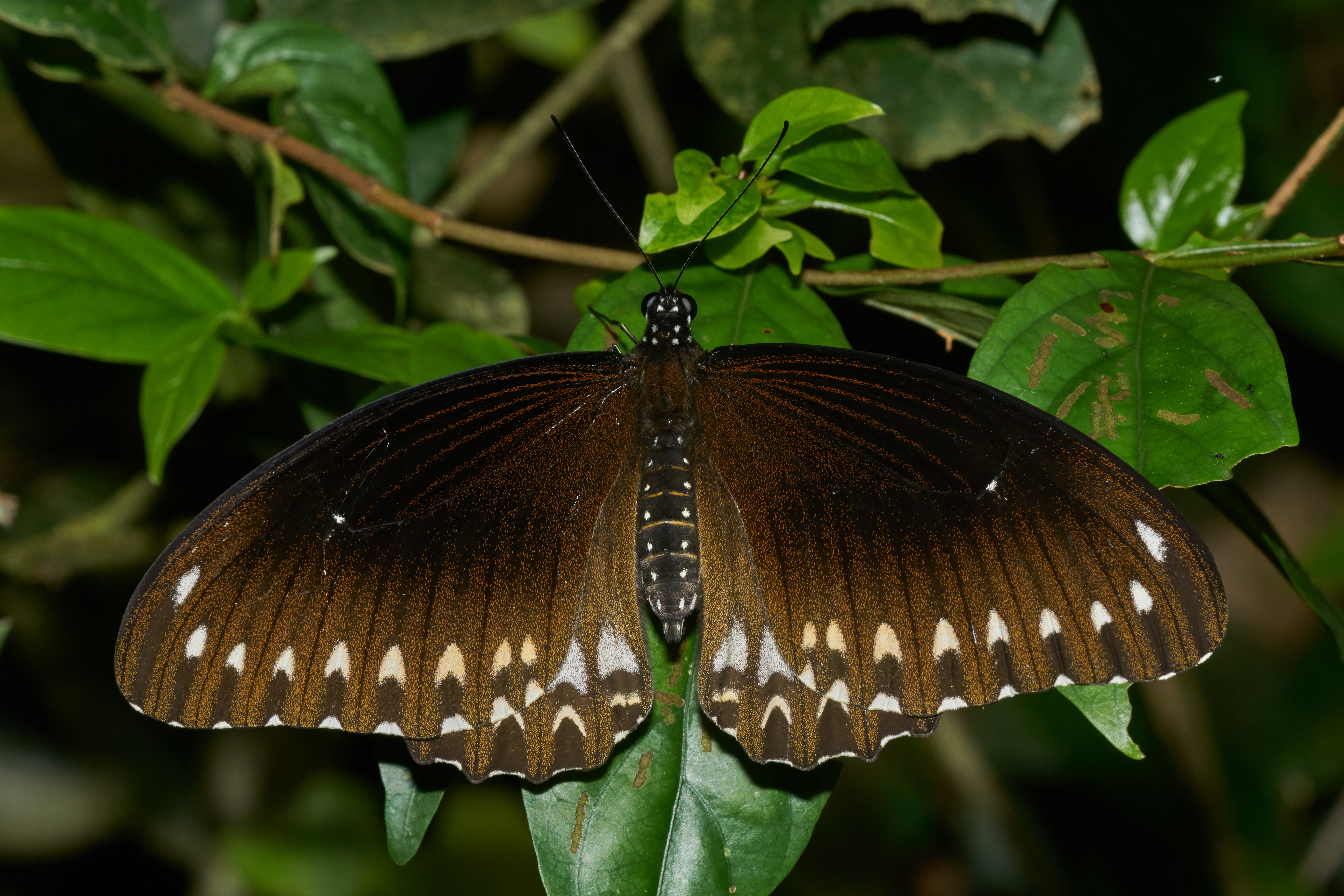 Animal Swallowtail Butterfly 5563x3709