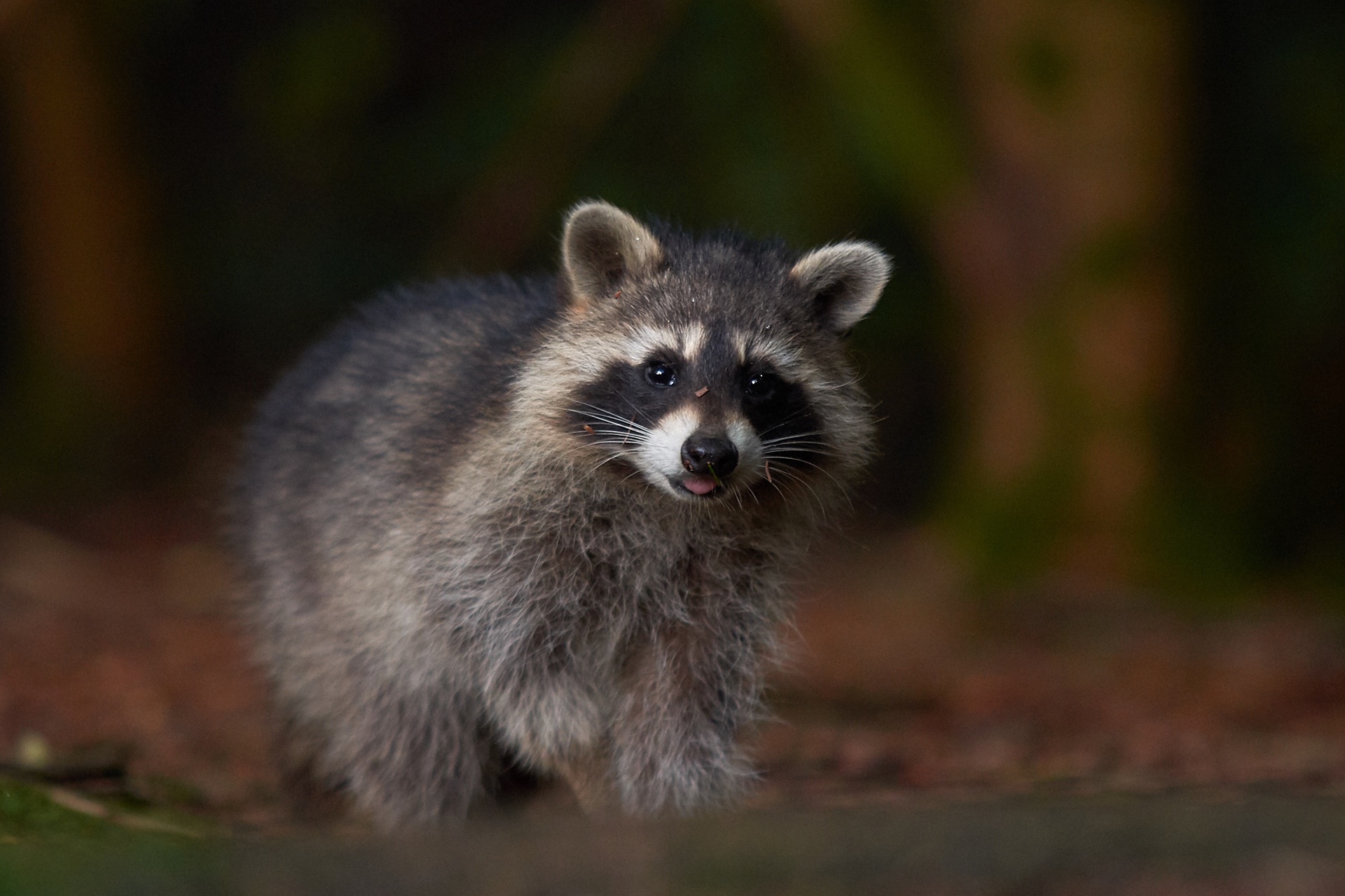 Raccoon Wildlife 1920x1279