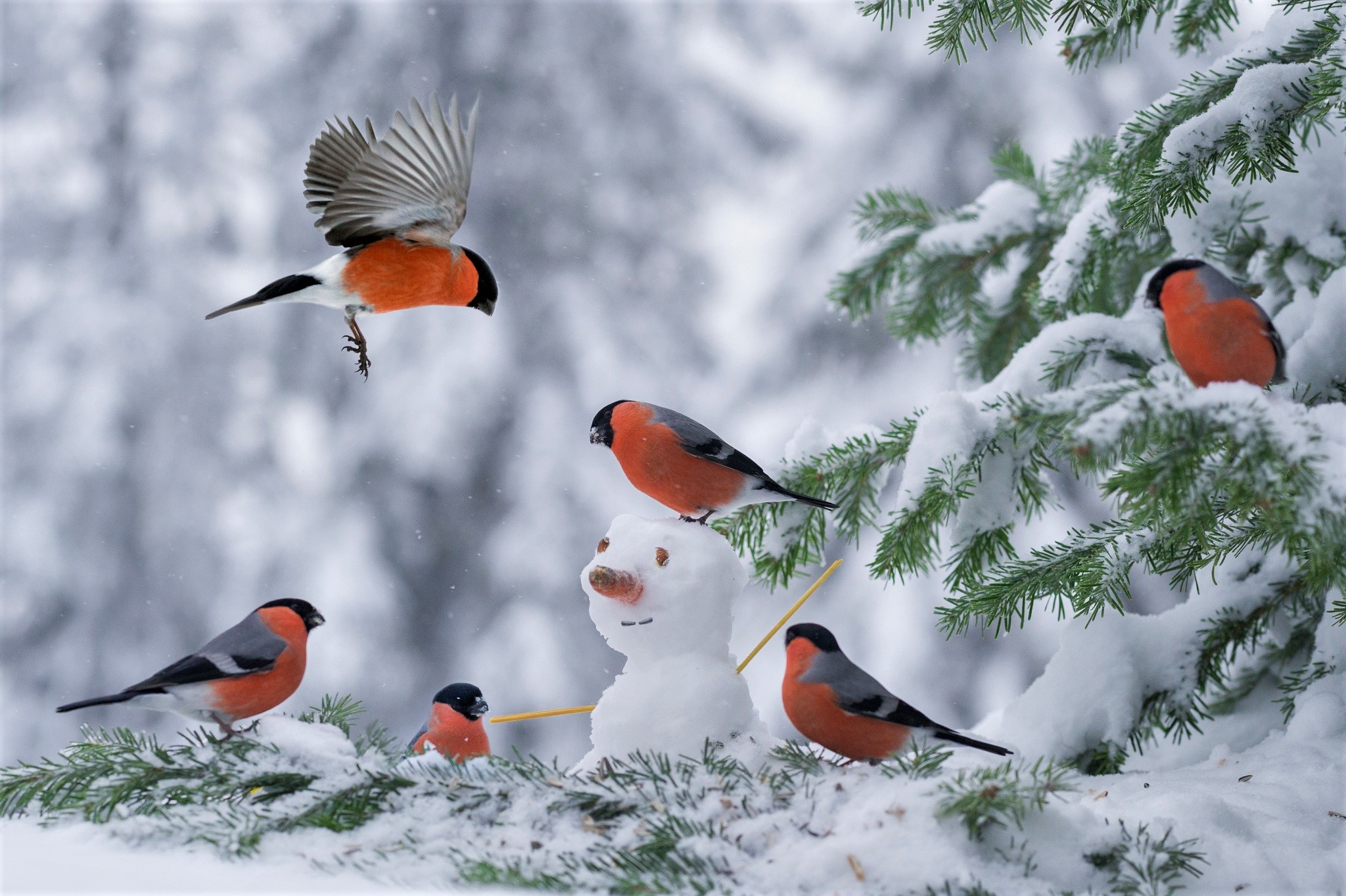 Bird Bullfinch Snow Snowman Winter 2048x1363