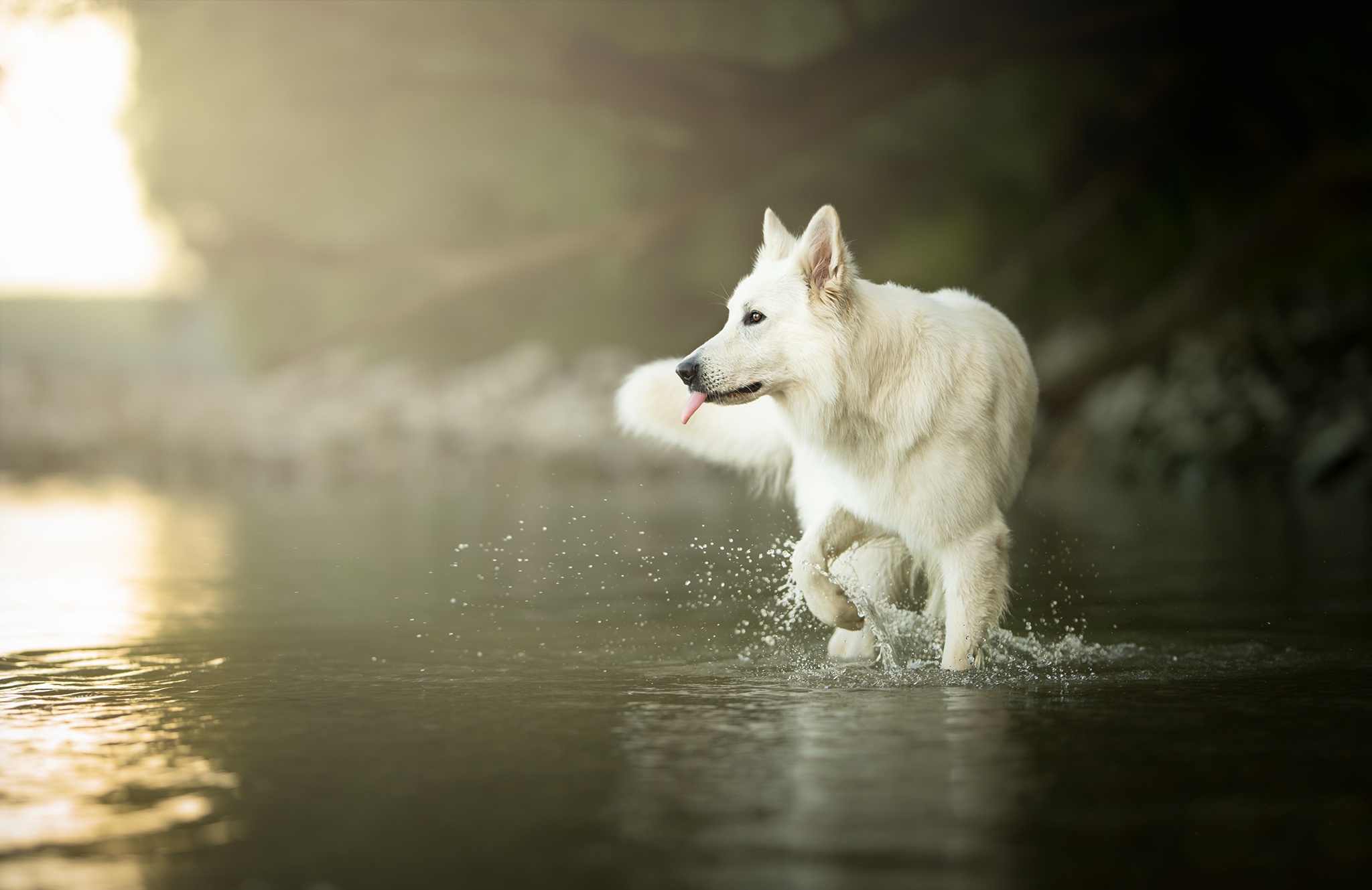 Berger Blanc Suisse Dog Pet Water 2048x1329