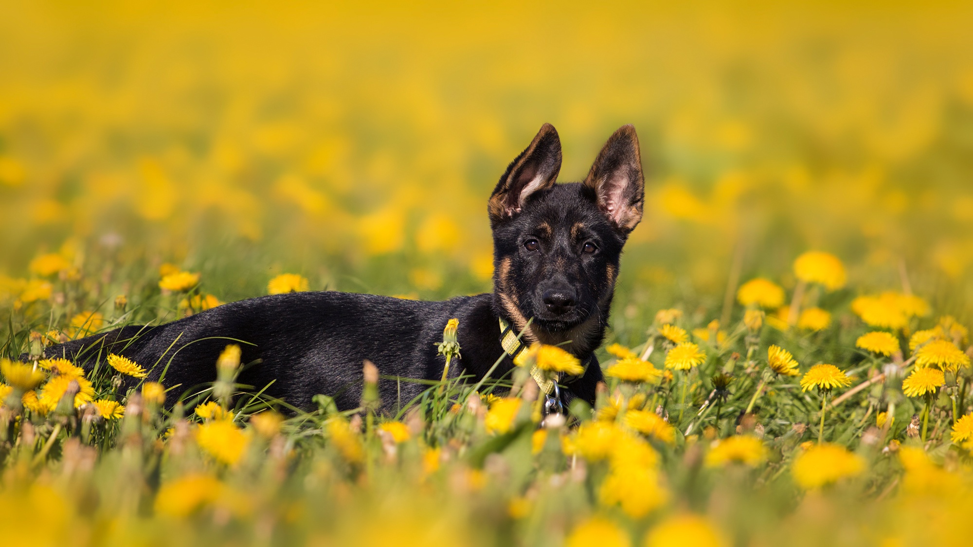 Baby Animal Dandelion Dog German Shepherd Pet Puppy Yellow Flower 2000x1125