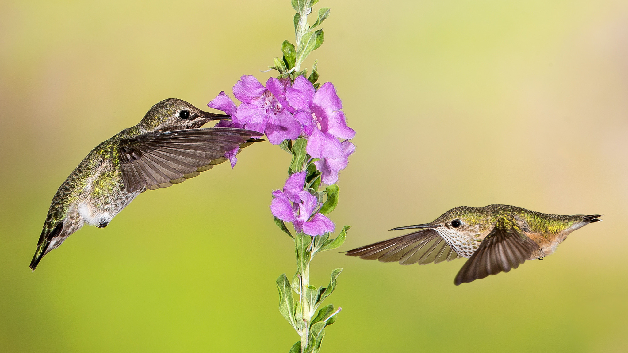 Bird Hummingbird Purple Flower Wildlife 2048x1152