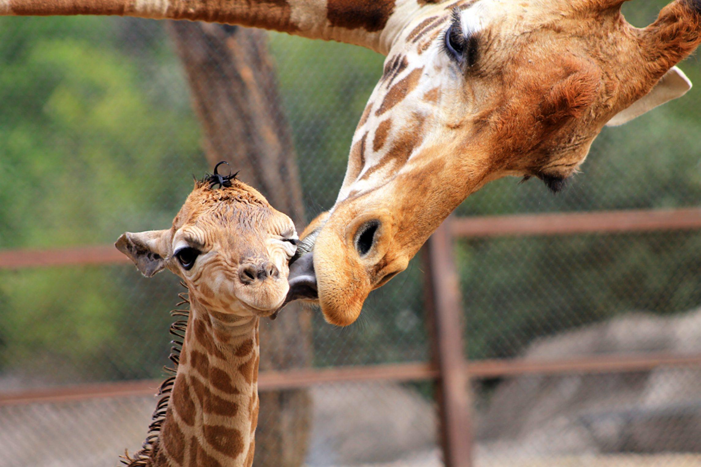 Baby Animal Giraffe Wildlife 2289x1527