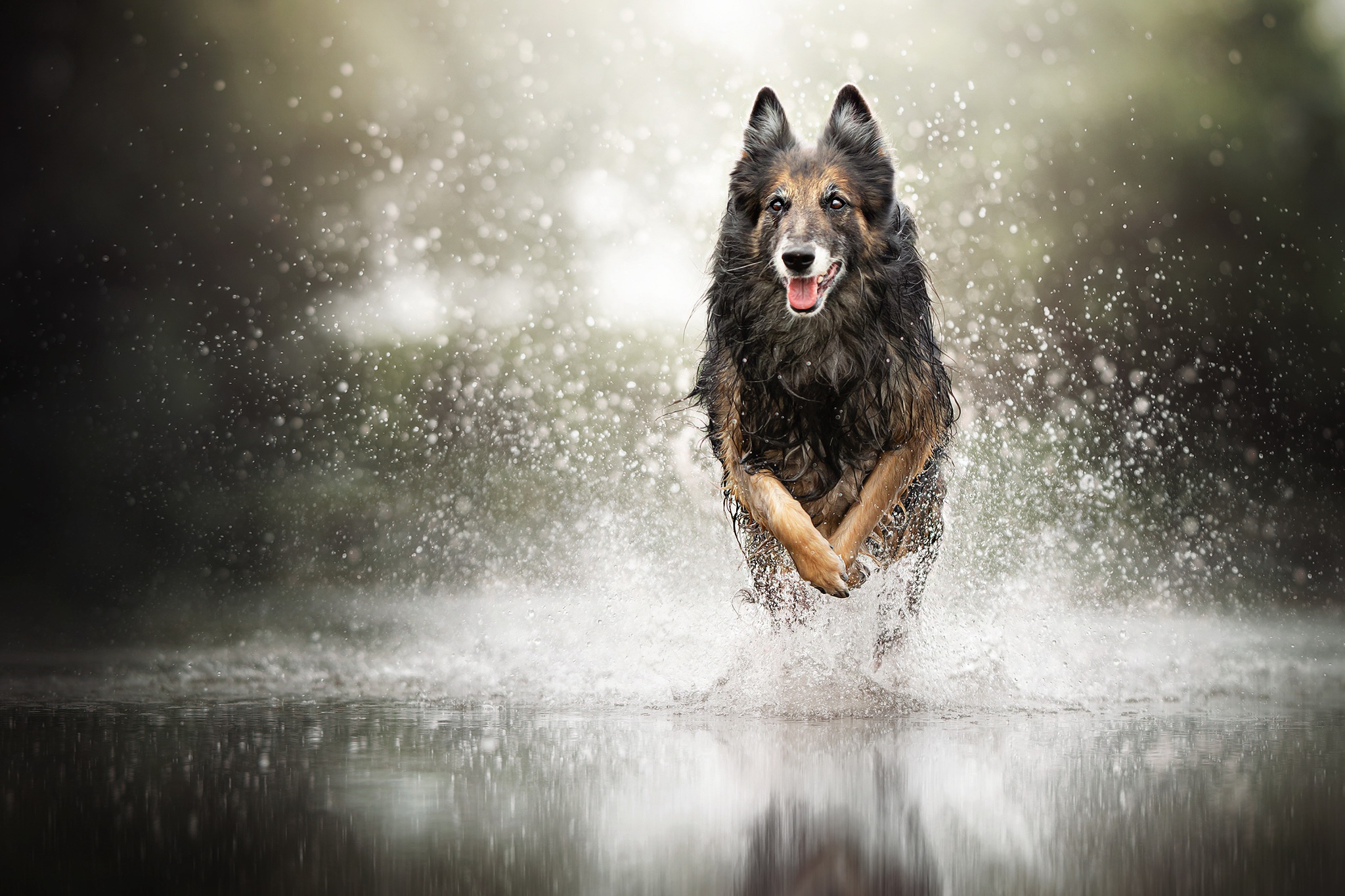 Dog German Shepherd Pet Splash 2048x1365