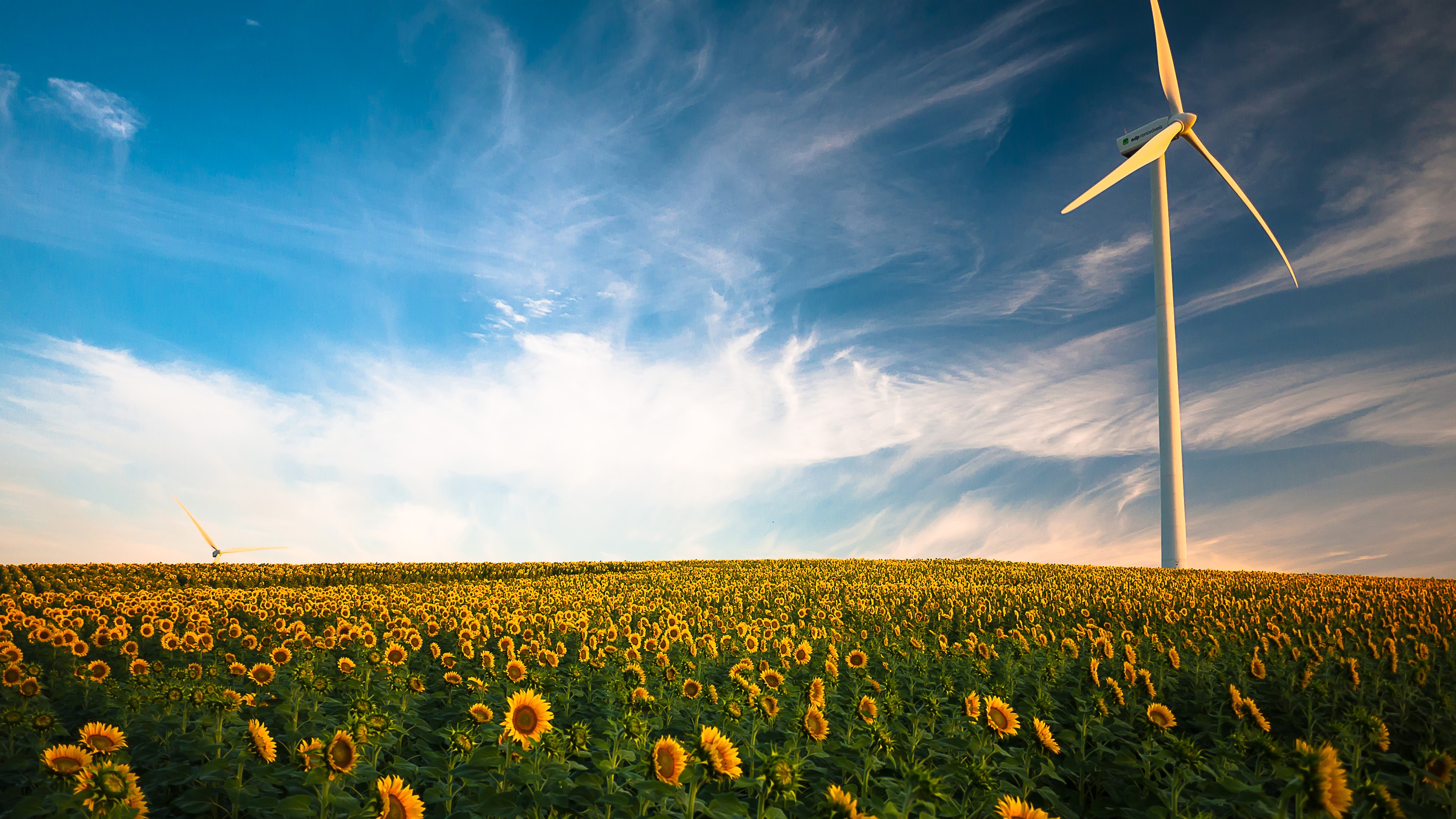 Field Summer Sunflower Wind Turbine Yellow Flower 3840x2160
