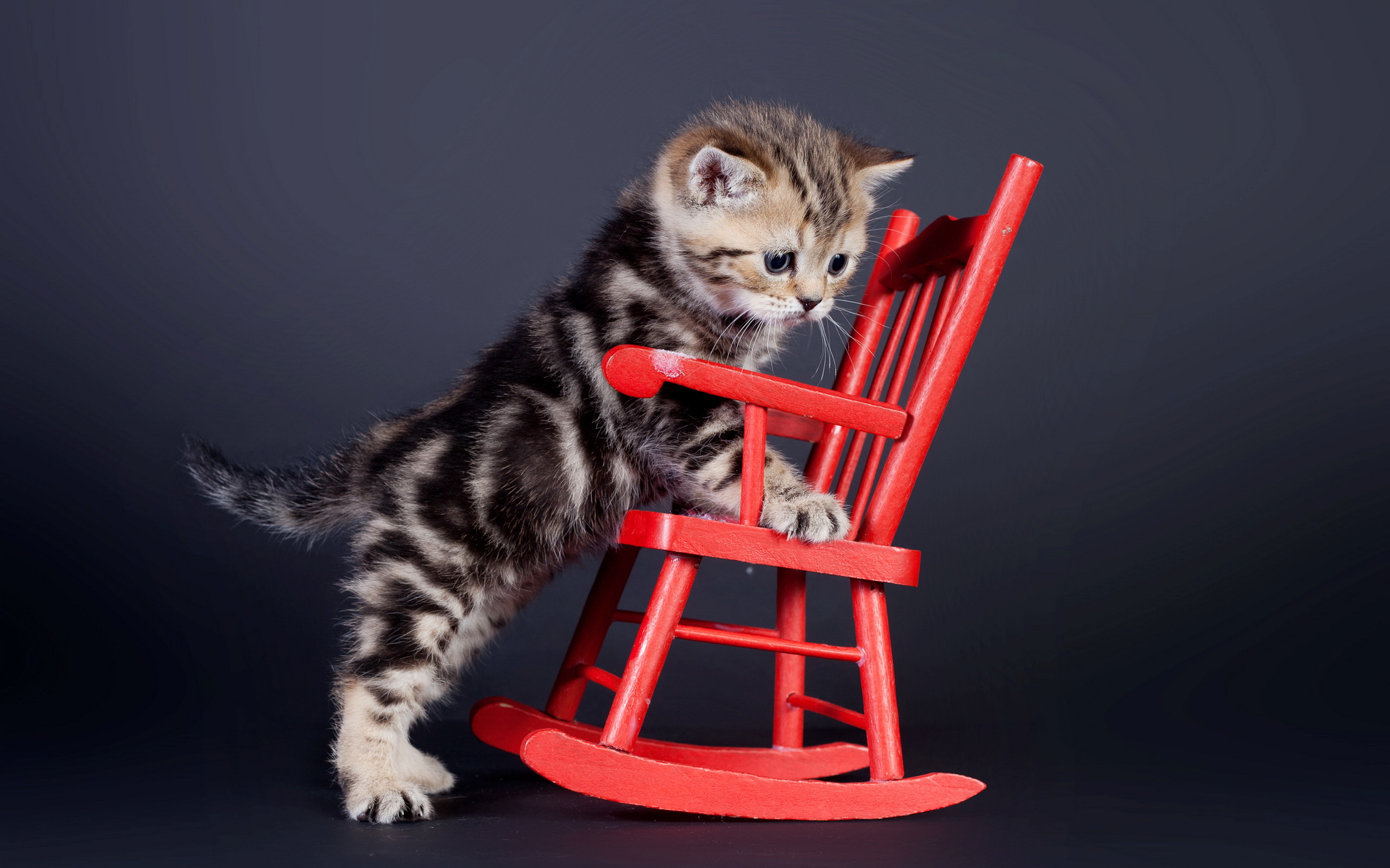 Animal Baby Animal Cat Cute Kitten Wallpaper Resolution 2560x1600 Id Wallha Com