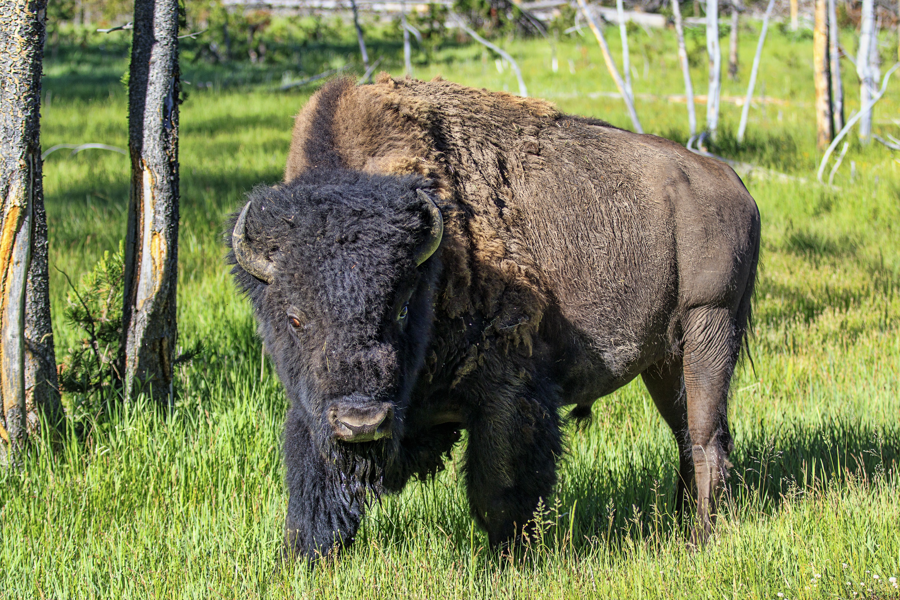 American Bison 3000x2000