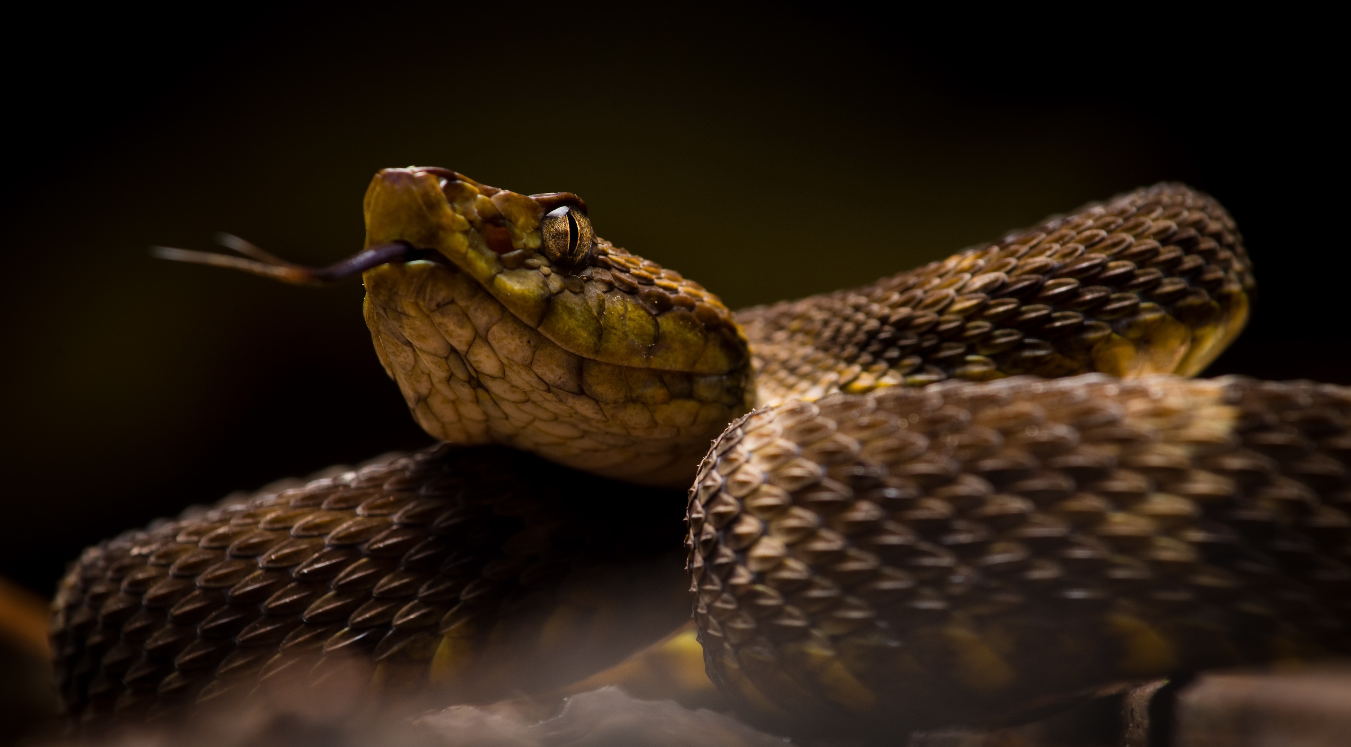 Close Up Pit Viper Reptile Snake Wildlife 4527x2504