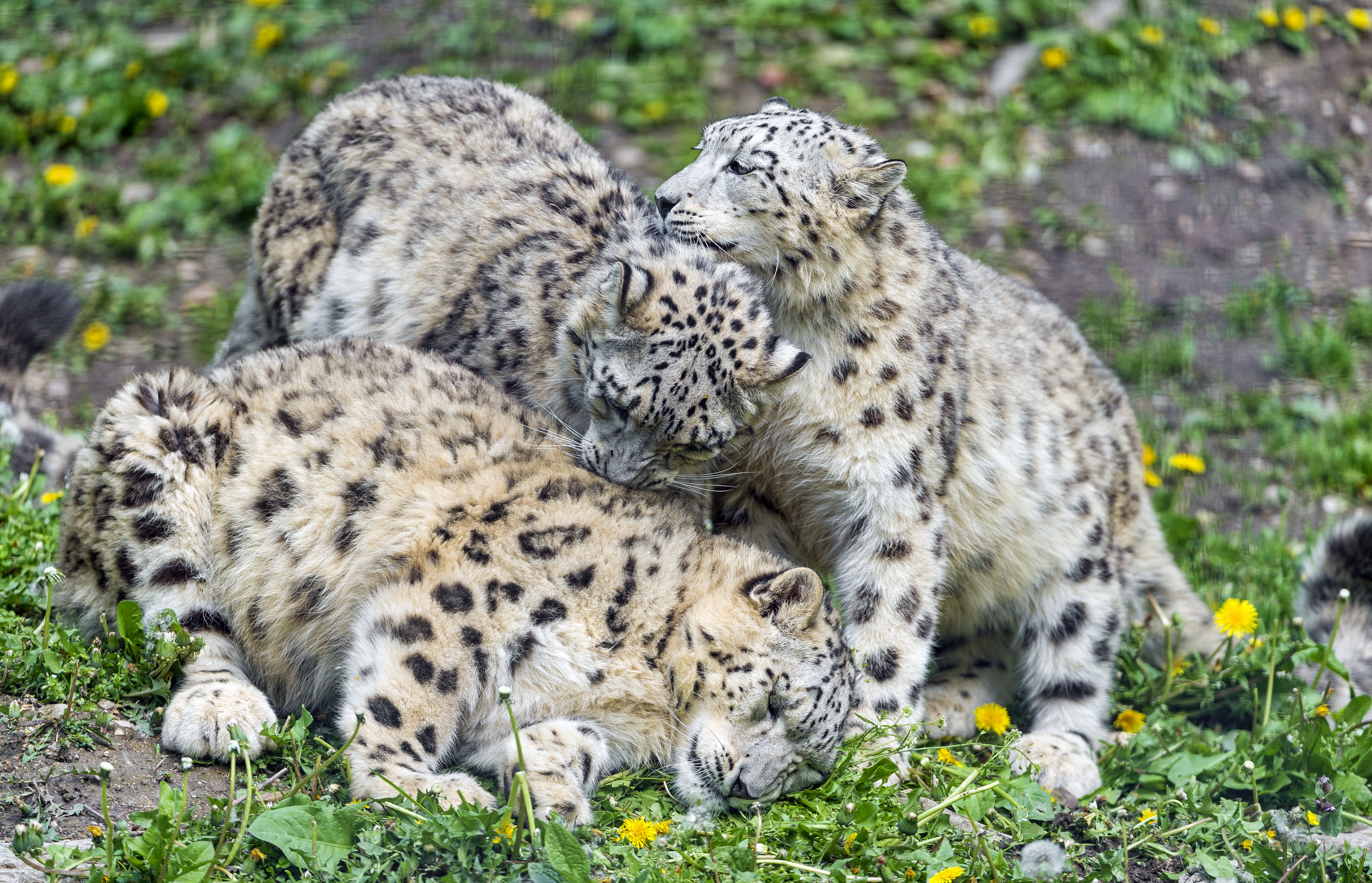 Animal Snow Leopard 4797x3087