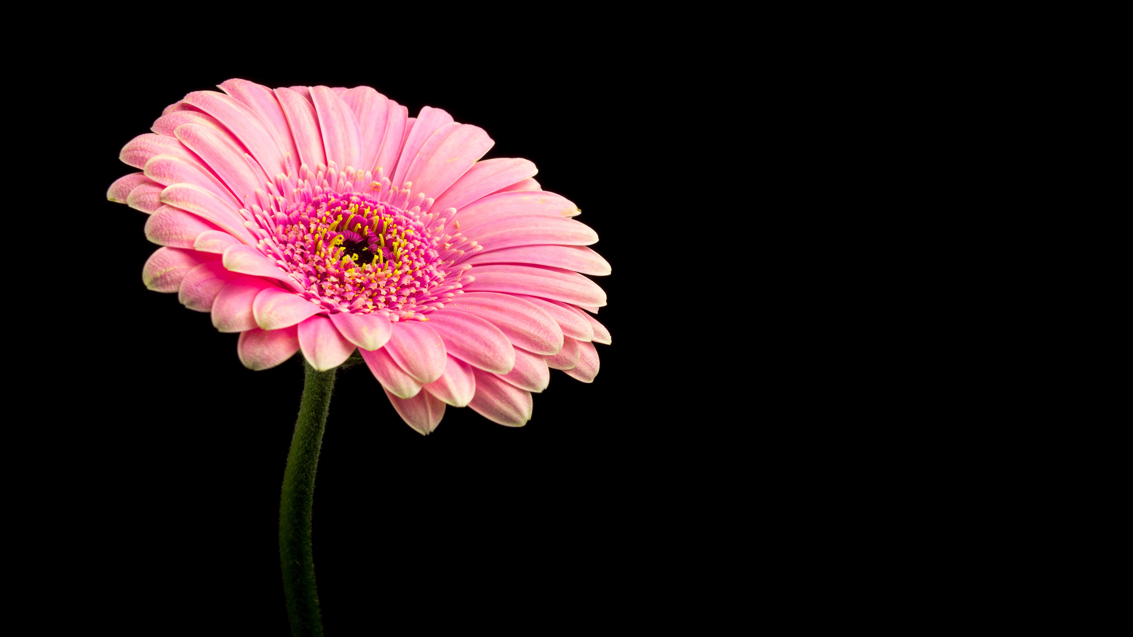 Flower Gerbera Pink Flower 3840x2160