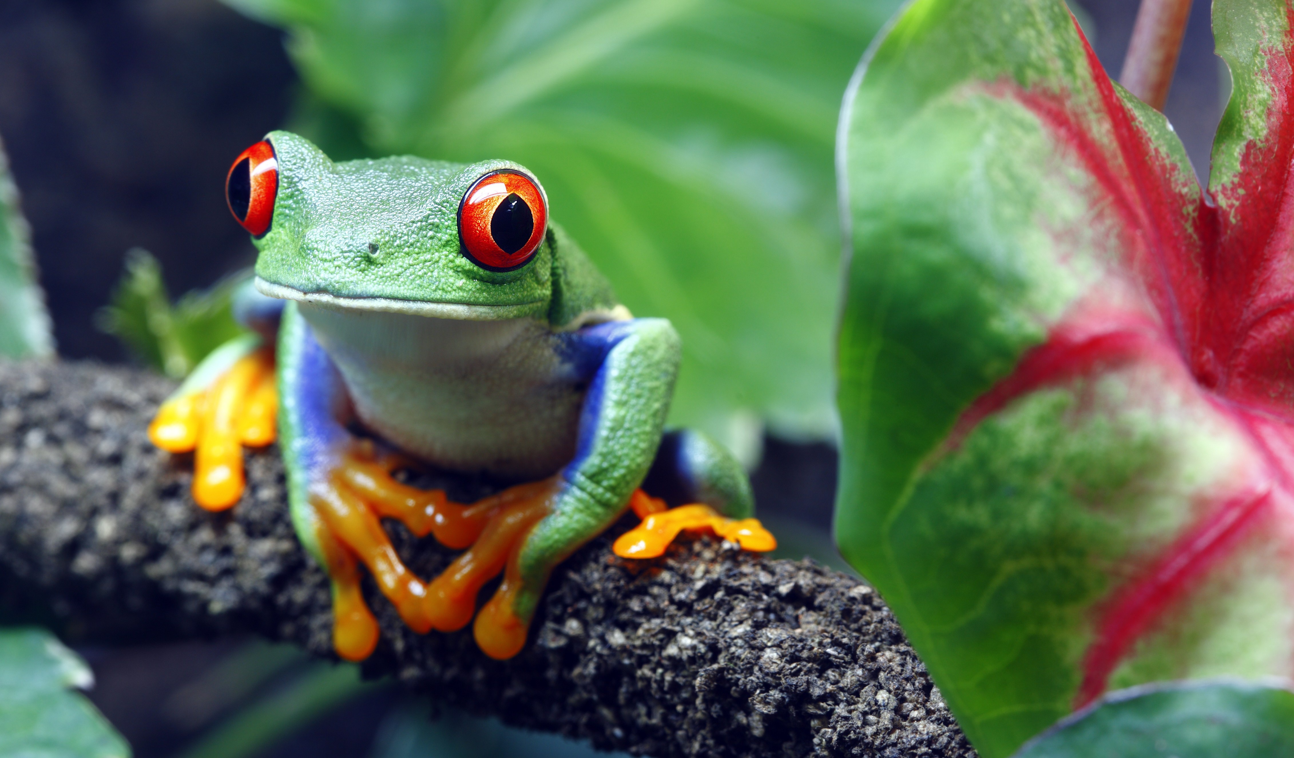 Amphibian Frog Red Eyed Tree Frog Wildlife 4524x2652