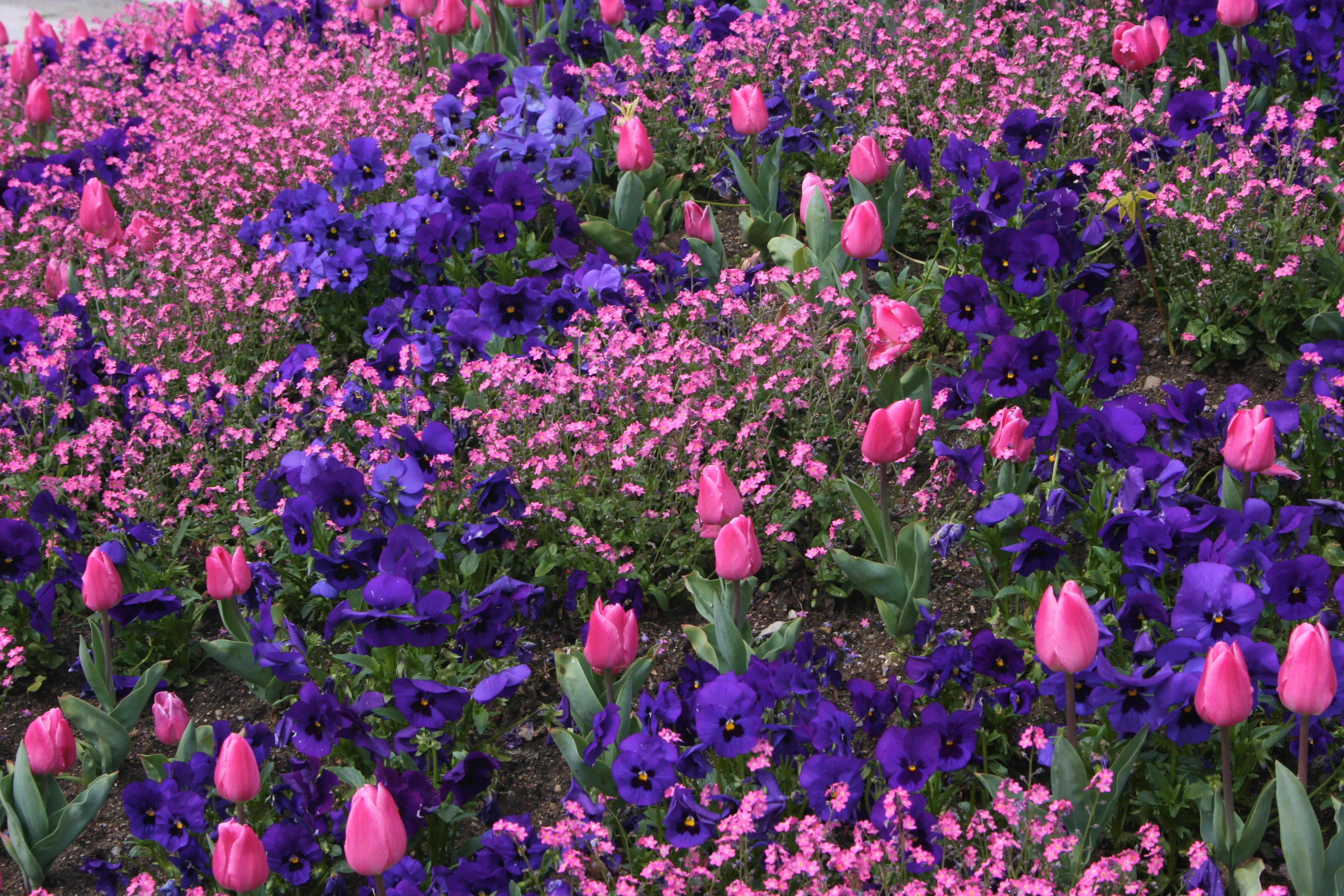 Earth Flower Pansy Pink Flower Purple Flower Tulip 3888x2592