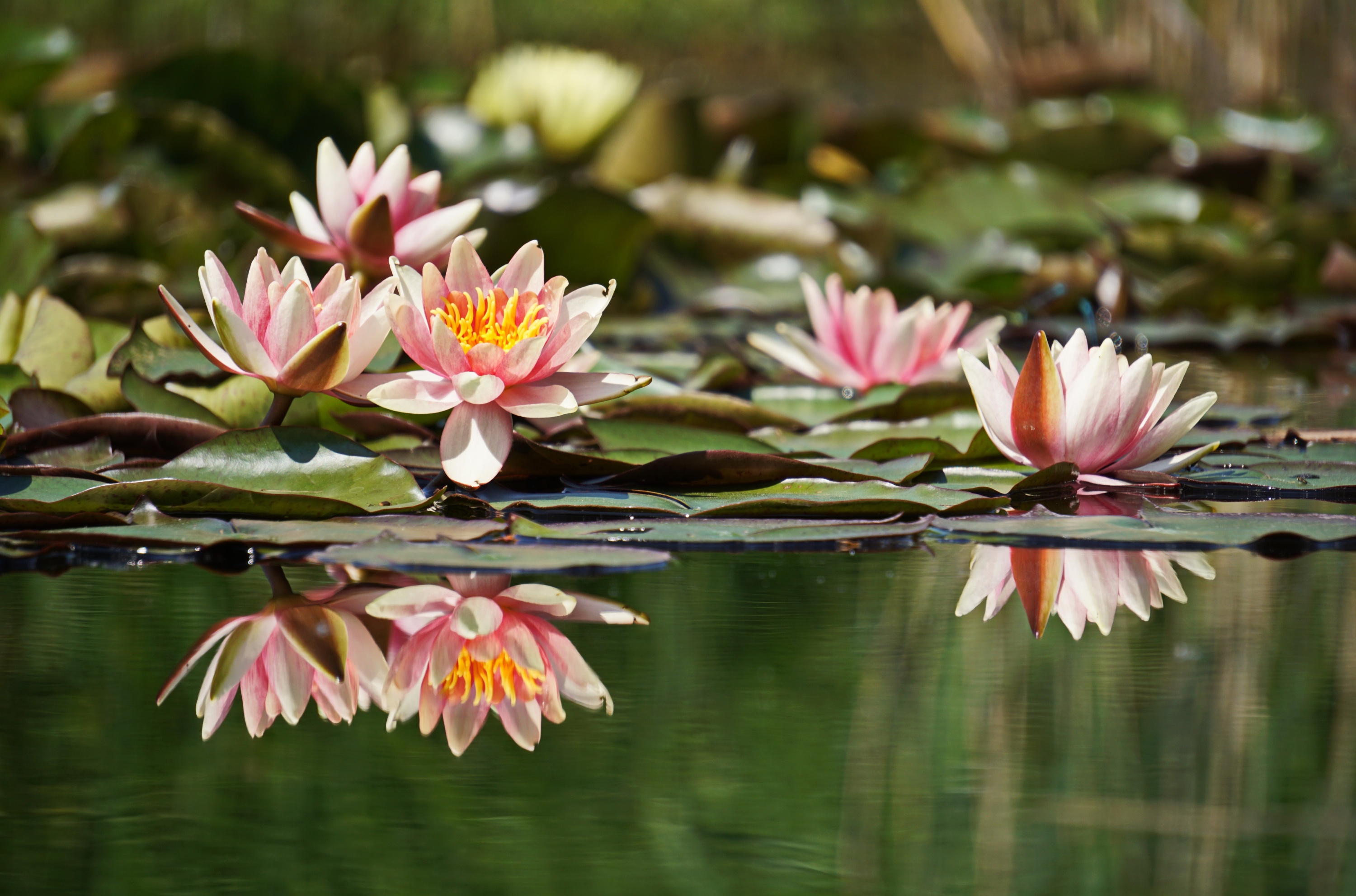 Flower Lotus Nature Pink Flower Reflection 3000x1983