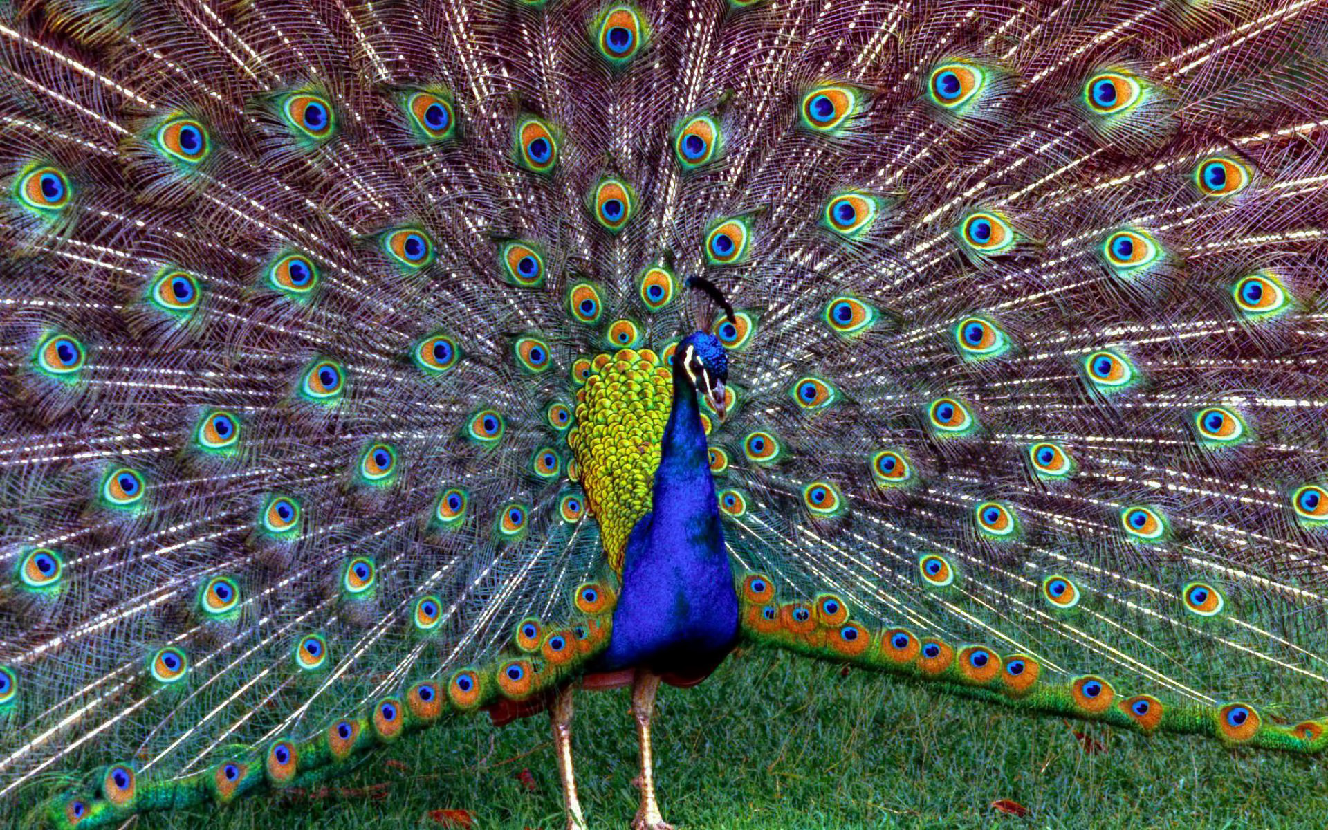 Animal Peacock 1920x1200