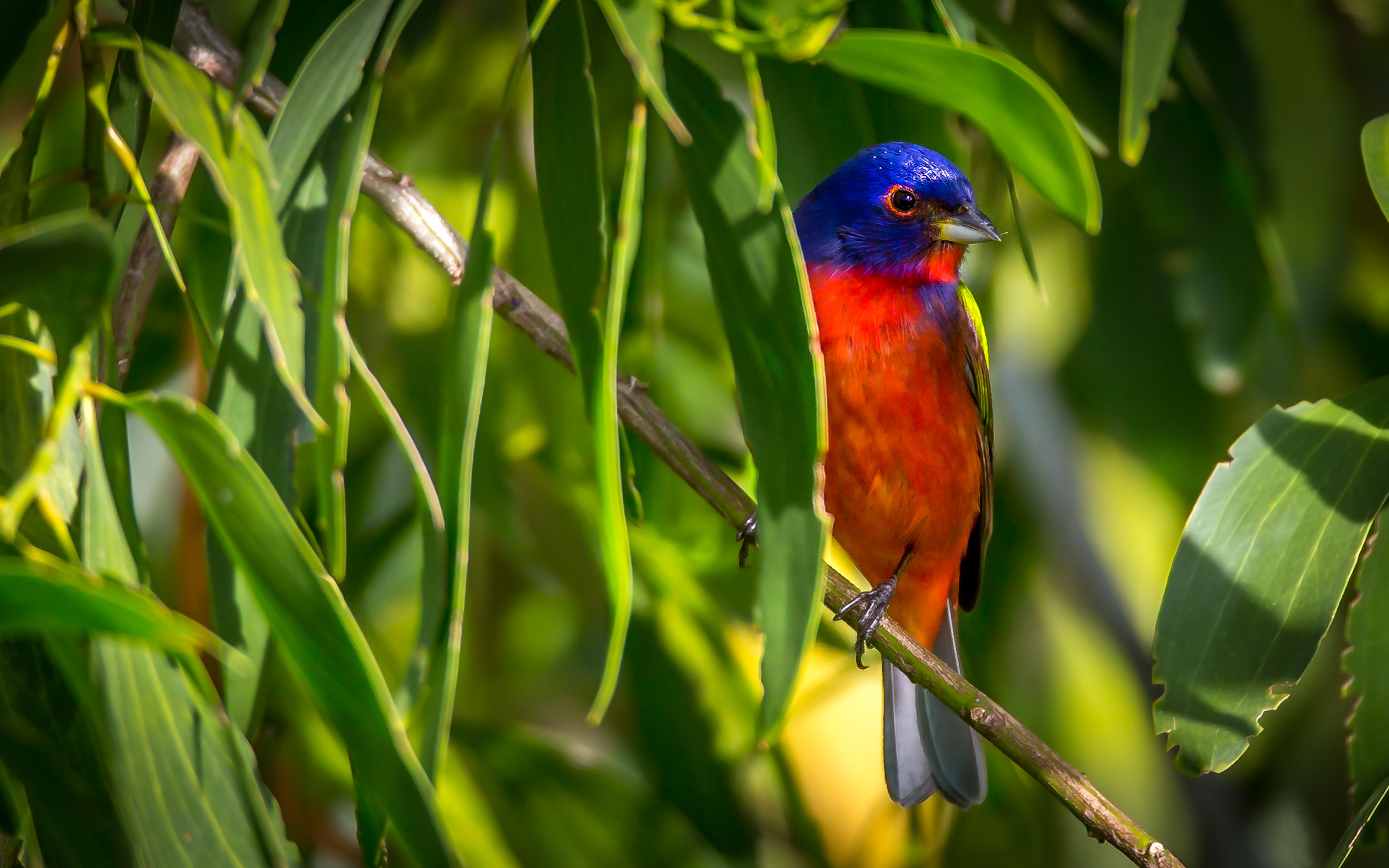 Bird Bunting Colorful Painted Bunting Tree 3840x2400