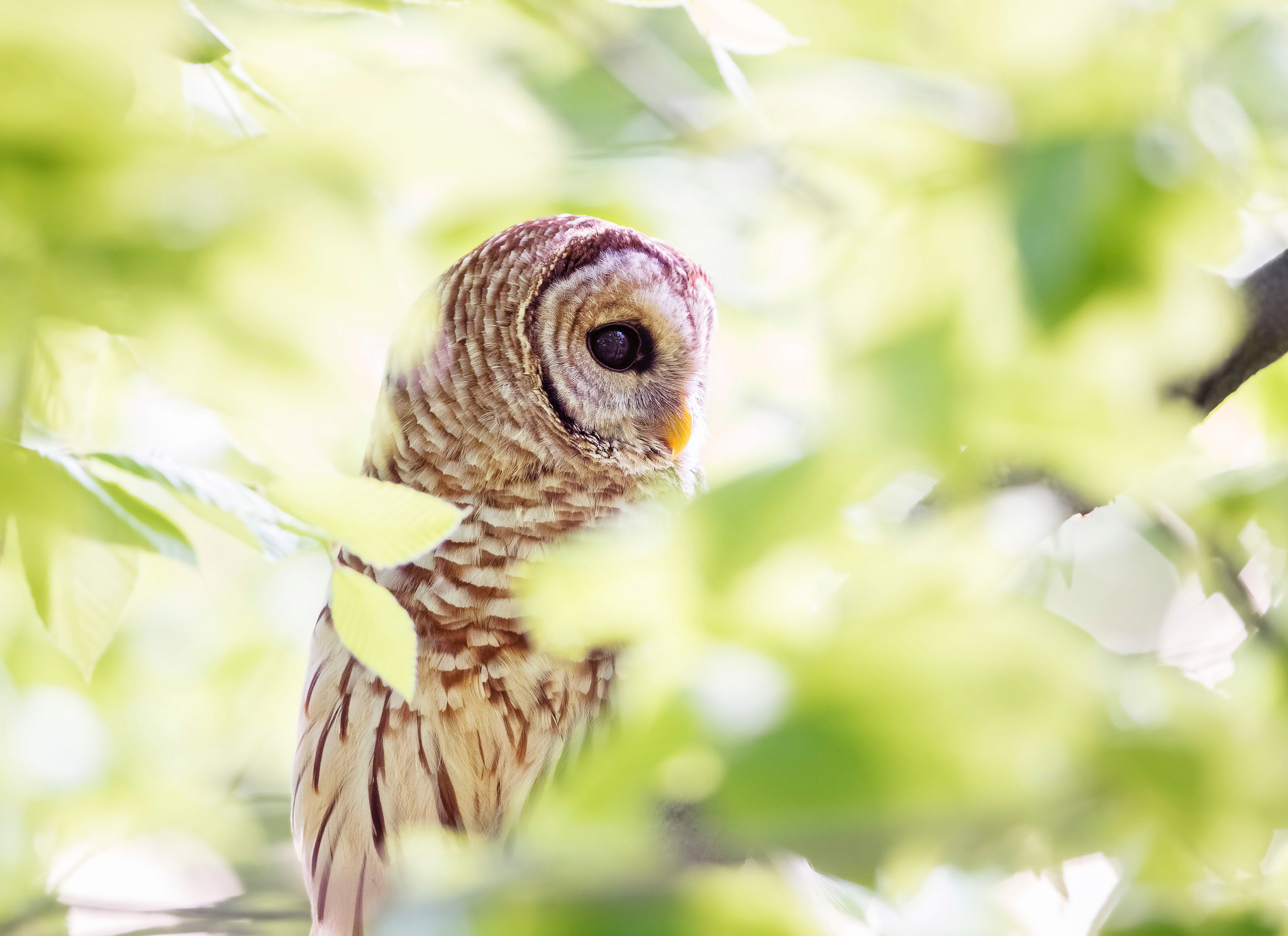 Barred Owl Bird Bokeh Foliage Owl Sunlight 2048x1489