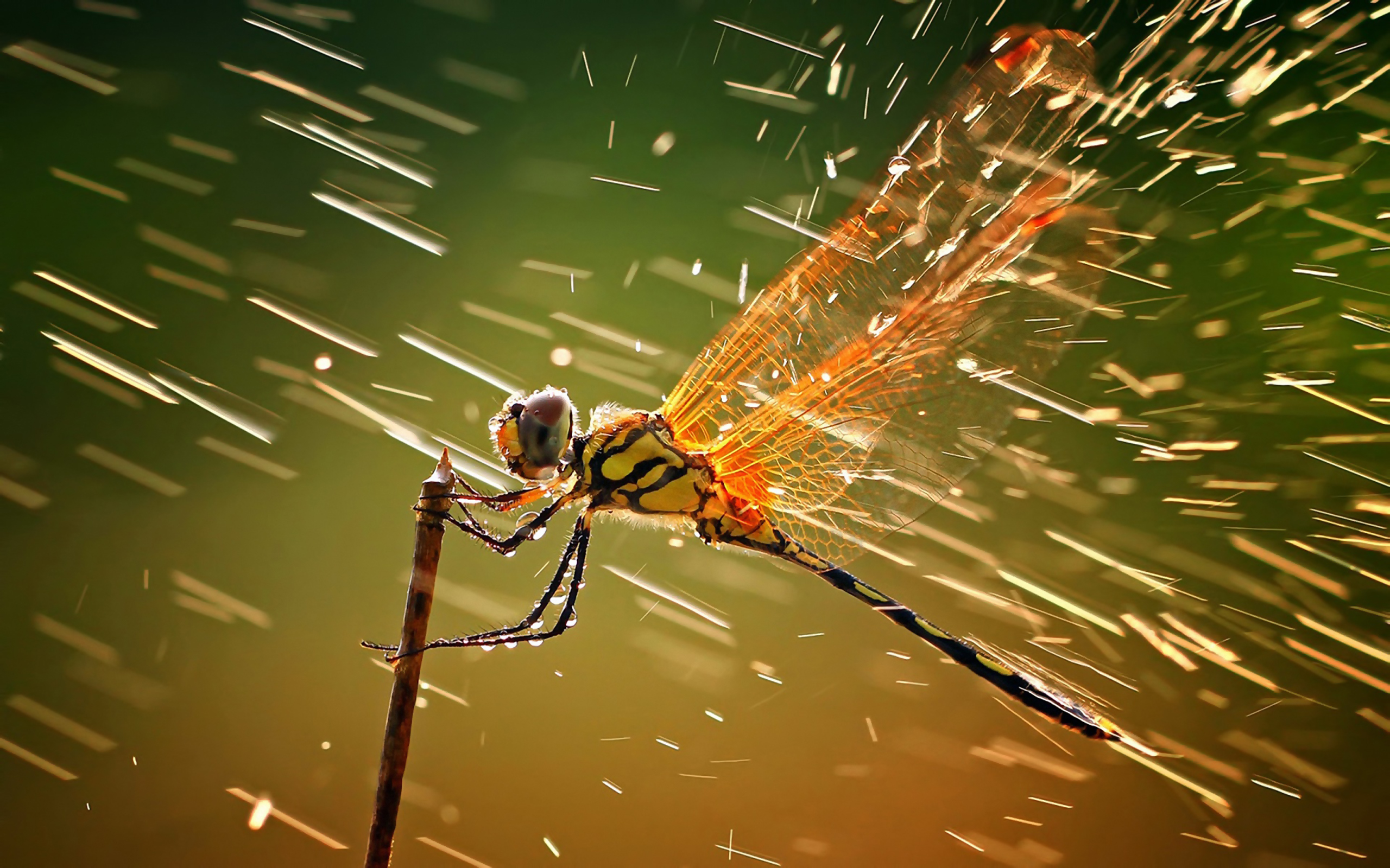 Animal Dragonfly Insect Macro Rain Wind Wings 2560x1600