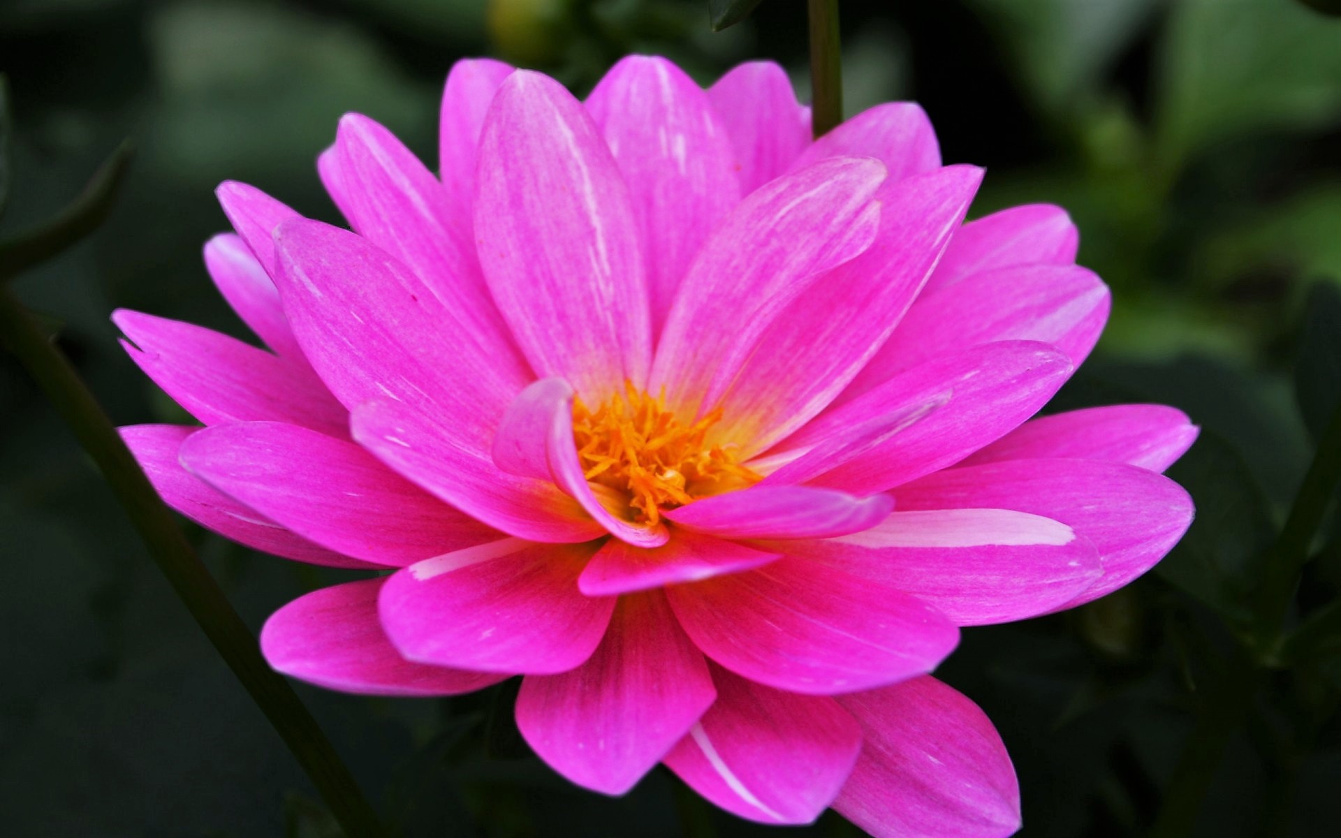 Earth Flower Pink Flower Water Lily 1920x1200