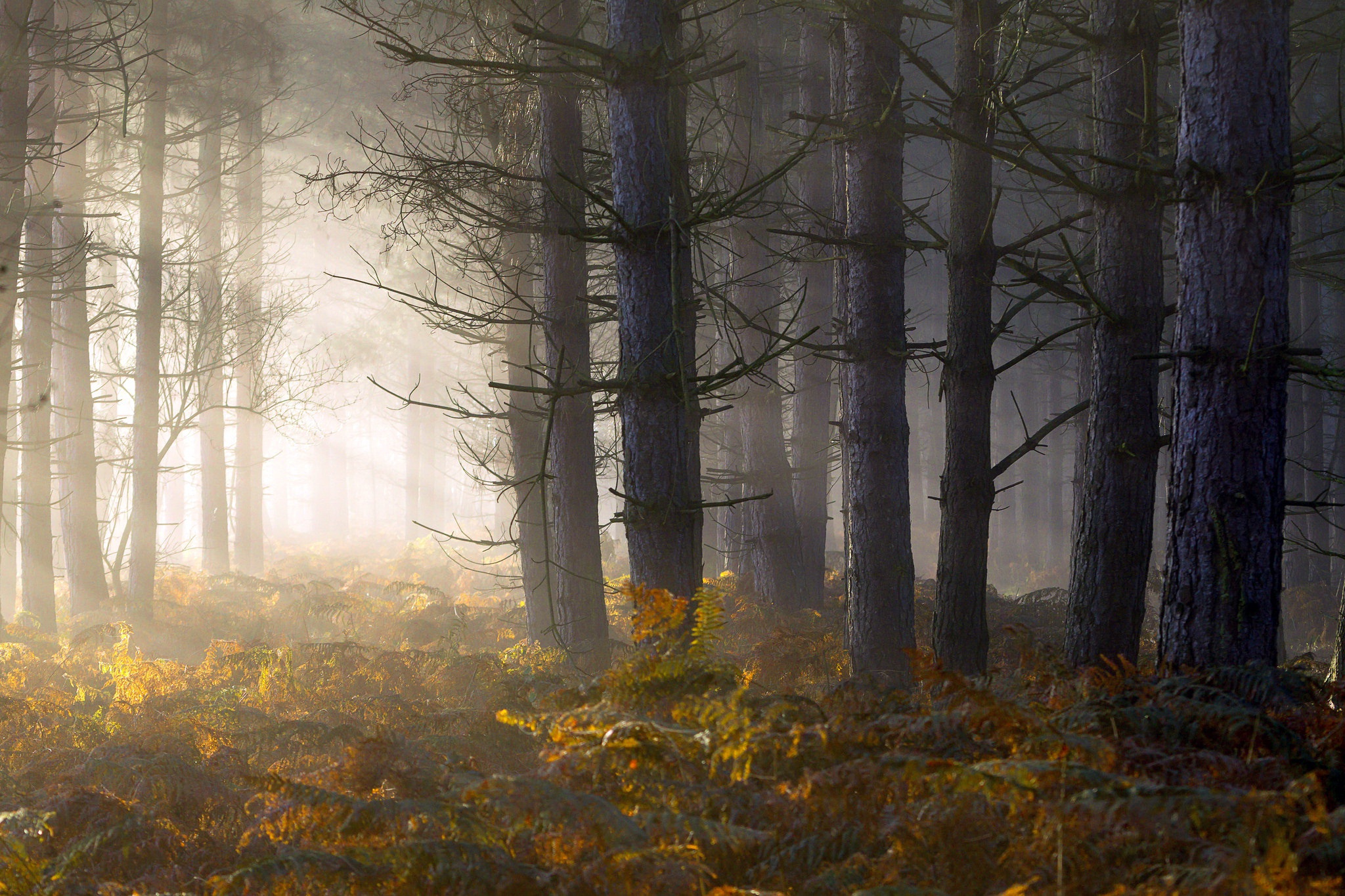 Fall Fern Forest Sunbeam 2048x1365
