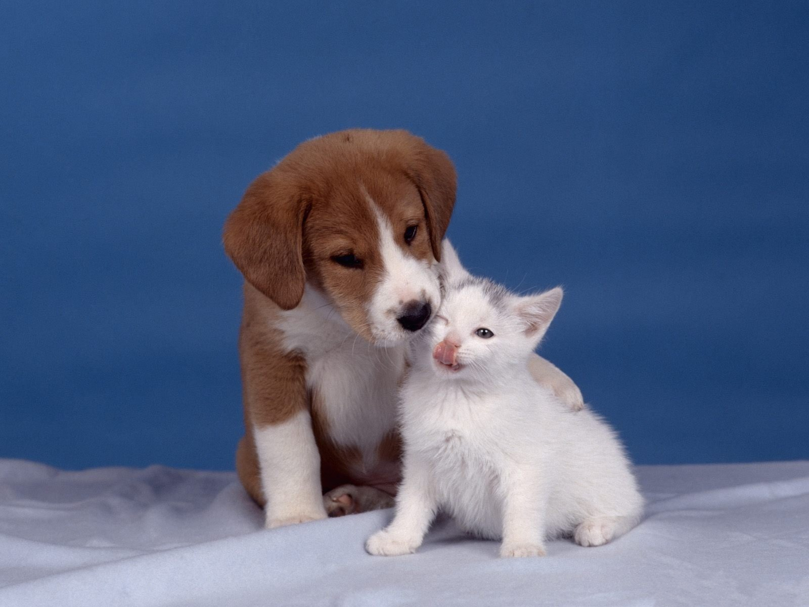 Animal Baby Animal Cute Kiss Kitten Love Puppy 1600x1200
