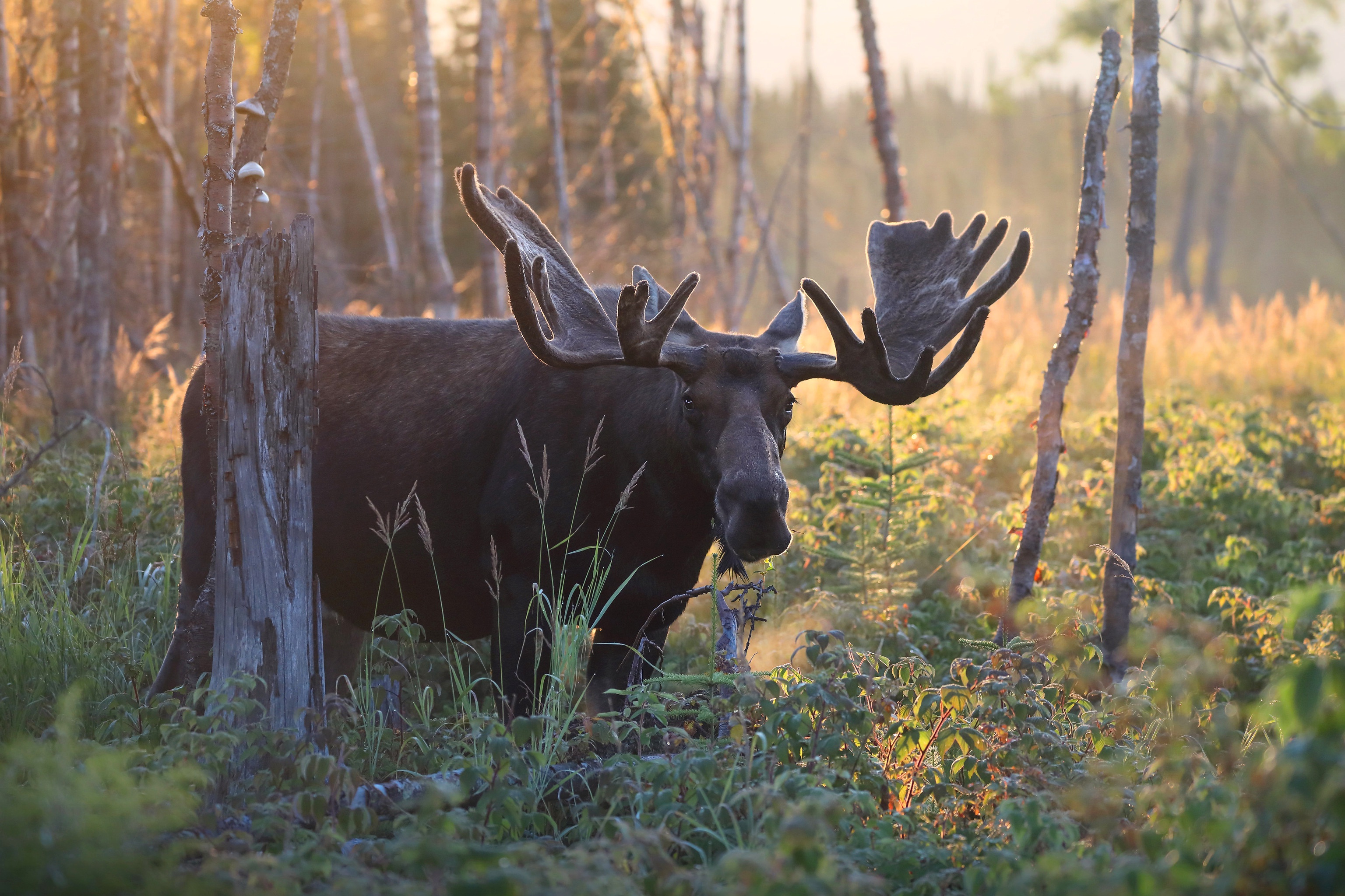 Moose Wildlife 3072x2048