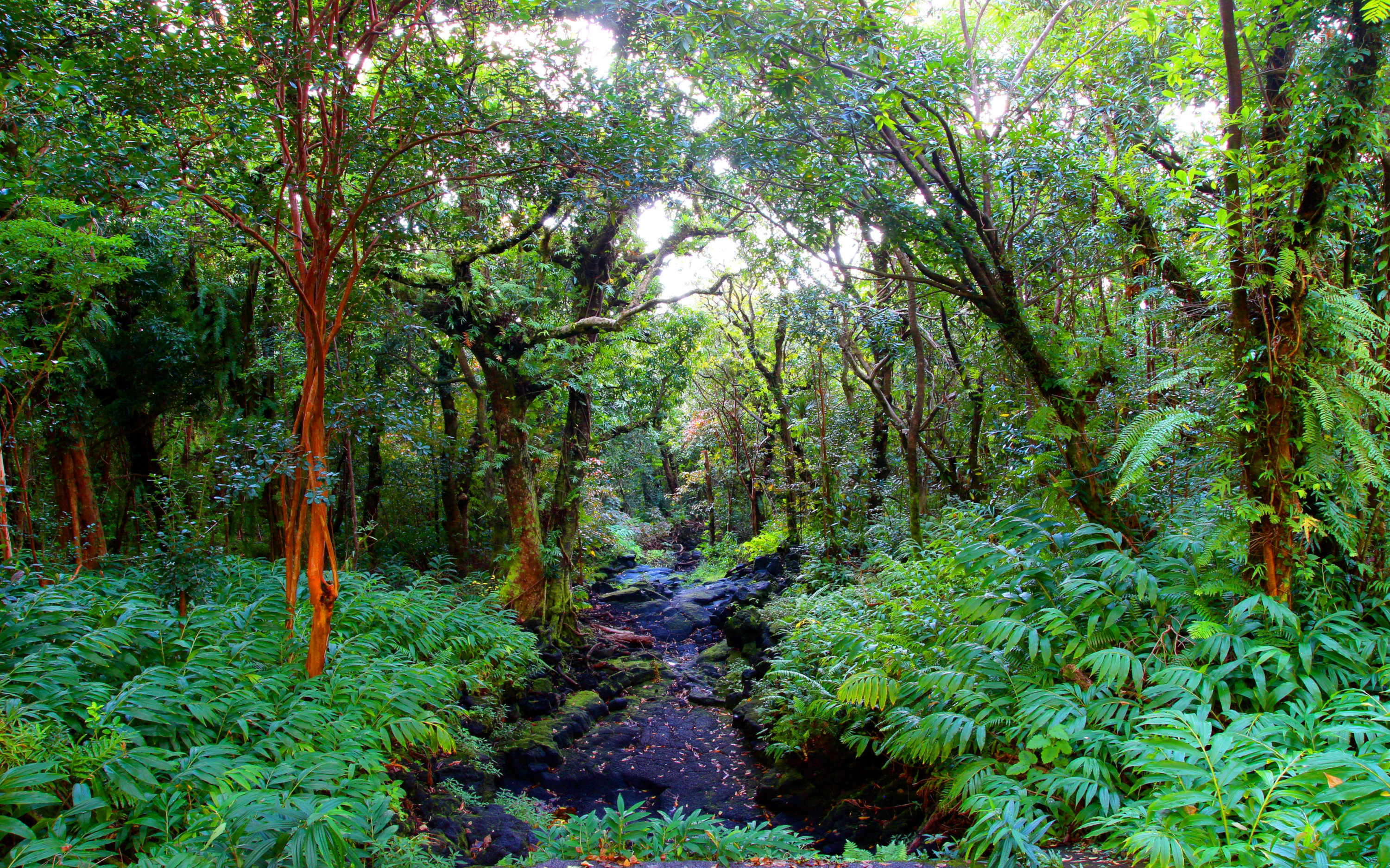 Forest Greenery Jungle 3000x1875